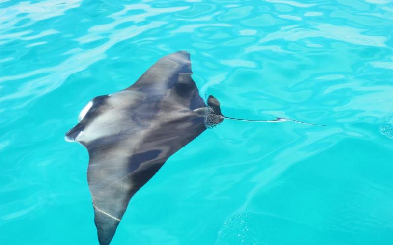 Your Maldives Liveaboard Logo