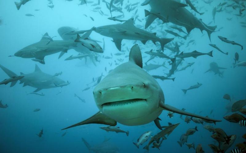 Beqa Lagoon Resort Logo