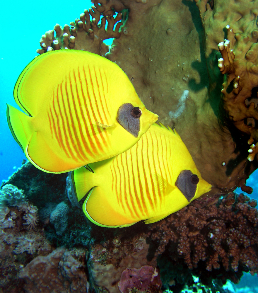 Pair of bright yellow fish hover next to corals in the Florida Keys