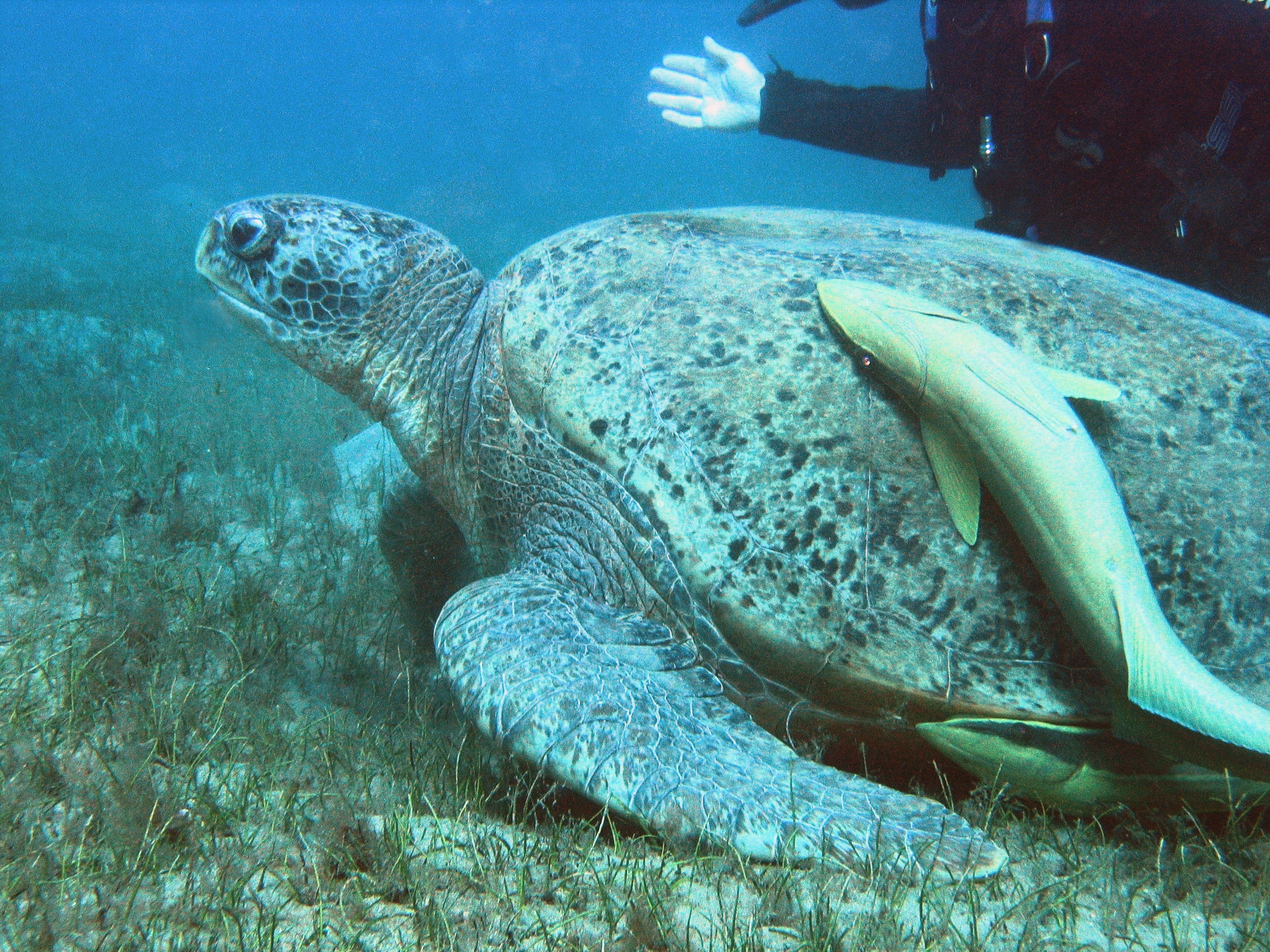 diver looks at curious turtle from a distance at rudy&#039;s rock in philippines