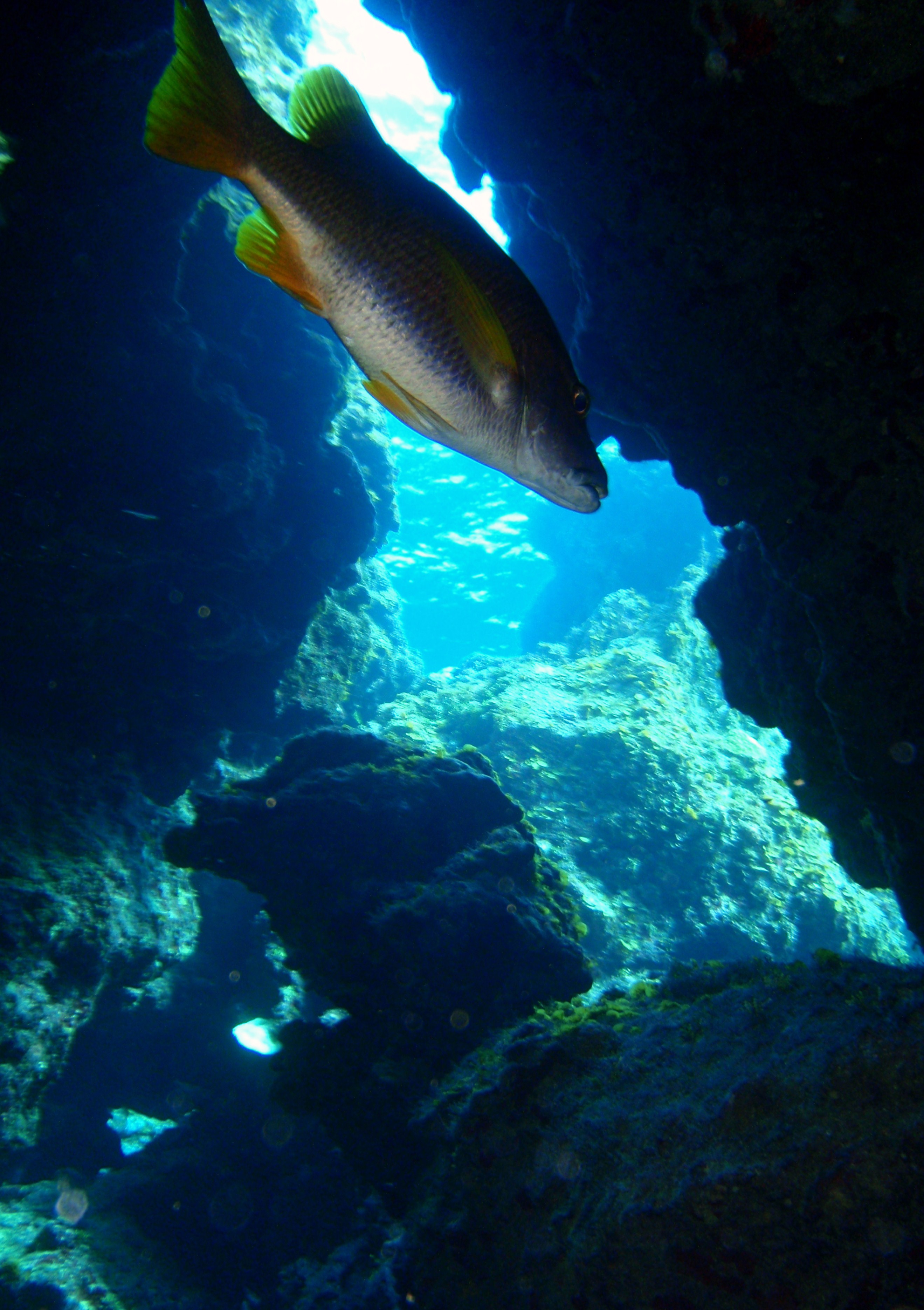 Reef fish swim through the magnificent cave formations at Devil&#039;s Grotto in Grand Cayman