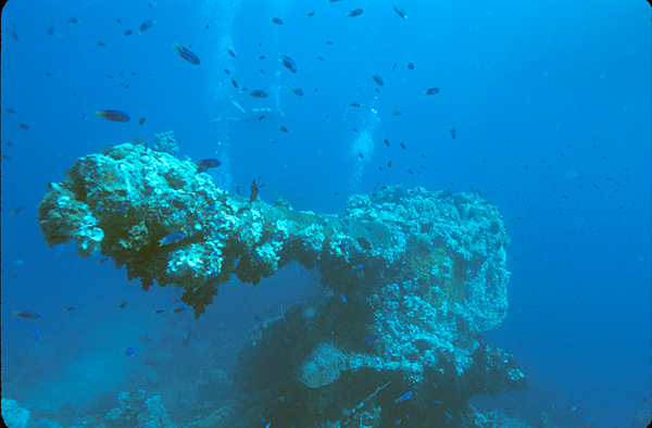 Coral encrusted bow gun of the Fujikawa Maru wreck in Micronesia&#039;s Chuuk Lagoon or Truk Lagoon