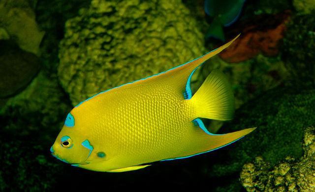 Bright yellow queen angelfish with turquoise blue around its outer edges explores the Gary&#039;s Grotto dive site in the British Virgin Islands