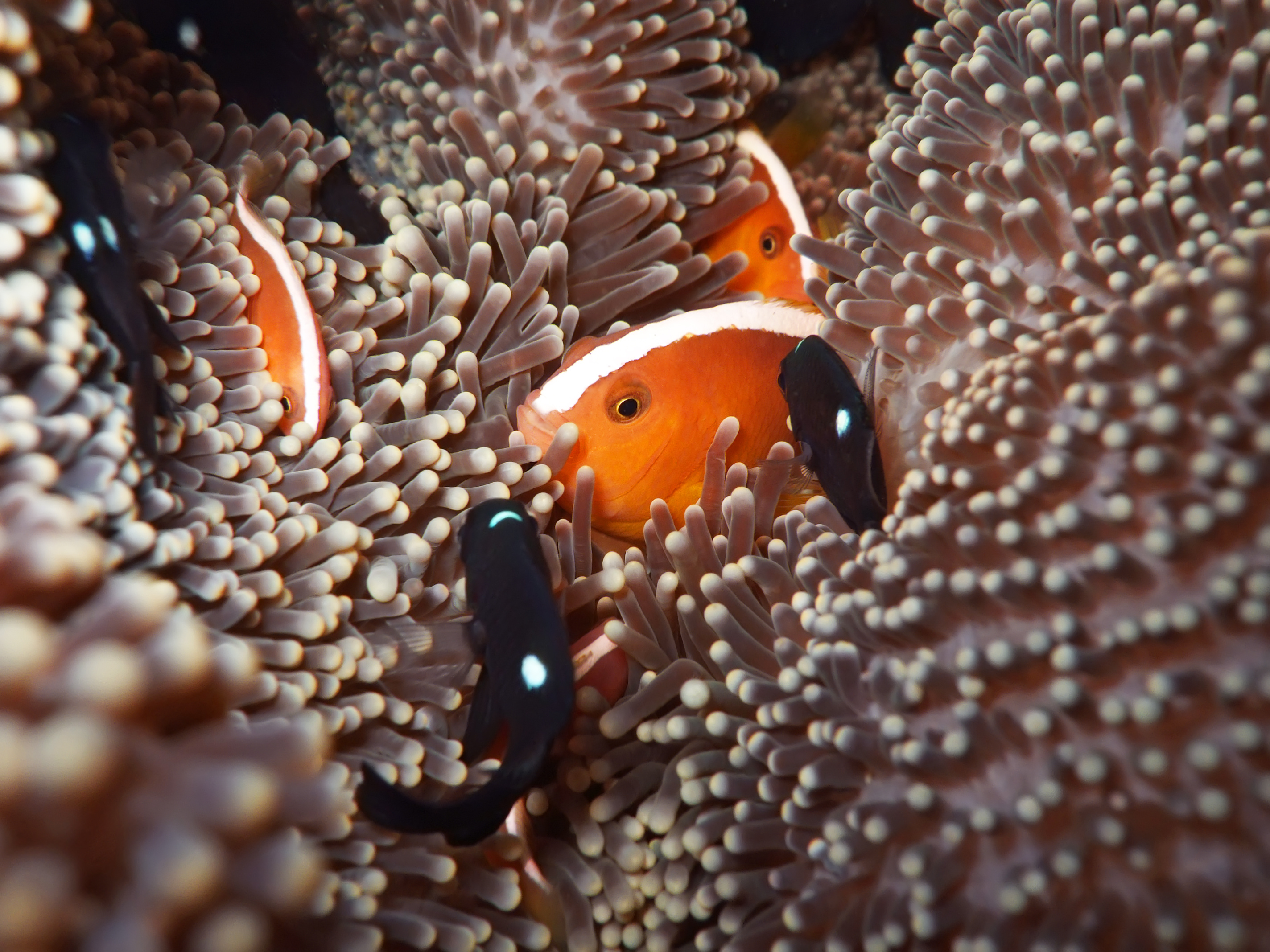 The Point at Agincourt Reef dive site in Australia provides perfect conditions for anemones and clownfish to live in harmony