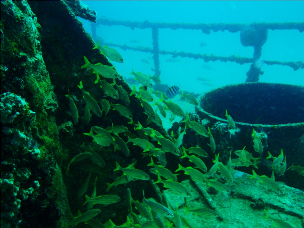 Swathes of coral and fishes coat the Antilla Wreck in the Caribbean waters of Aruba