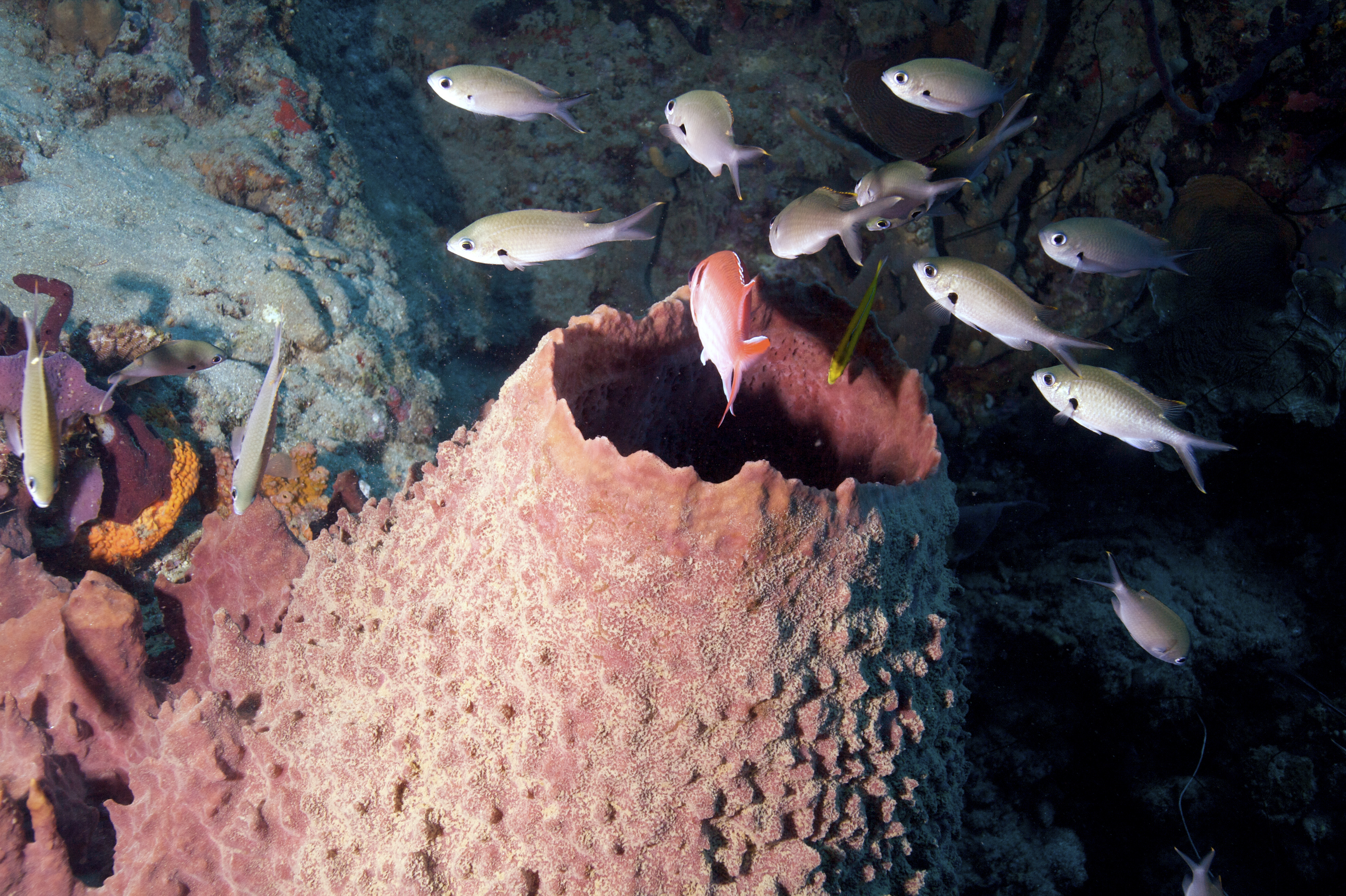 Saba&#039;s Babylon Cordis dive site is home to beautiful barrel sponges that offer small fishes protection outside the cave here