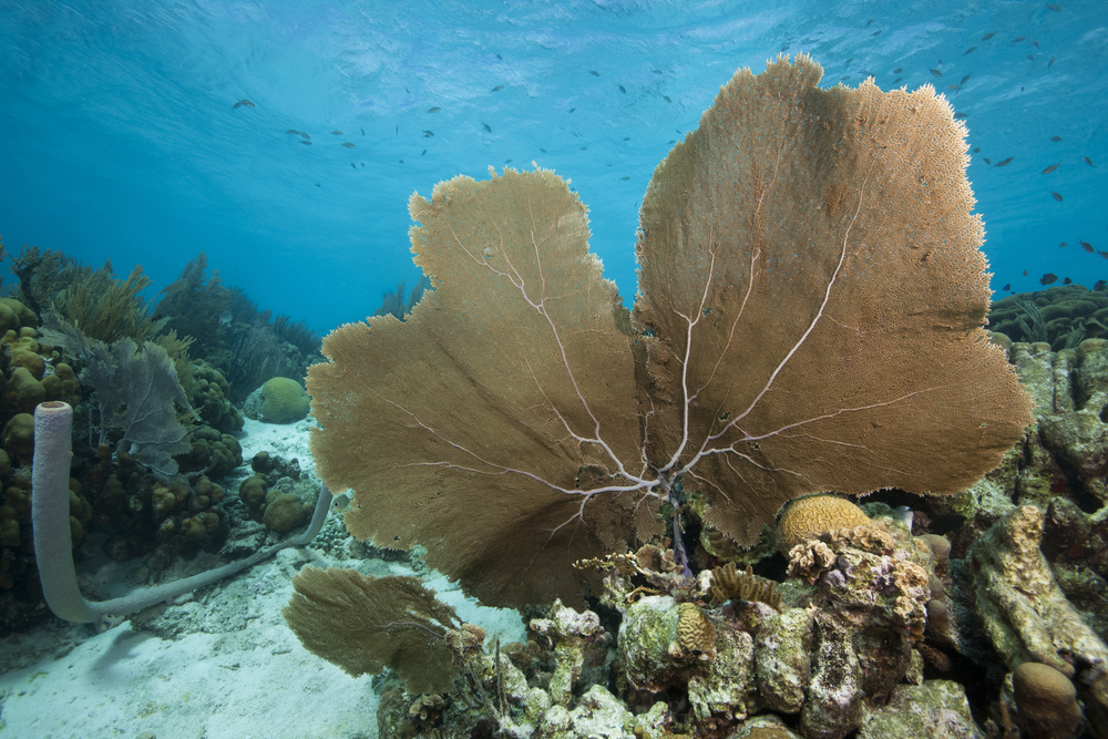 Beautiful gorgonian lines the sandy bottom in the shallows of Owens Reef dive site while the fishes swim about the deeper sections