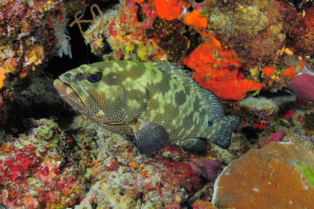 Grenada&#039;s Bianca C Wreck, home to a resident grouper, waits for divers as he rests among the colorful corals