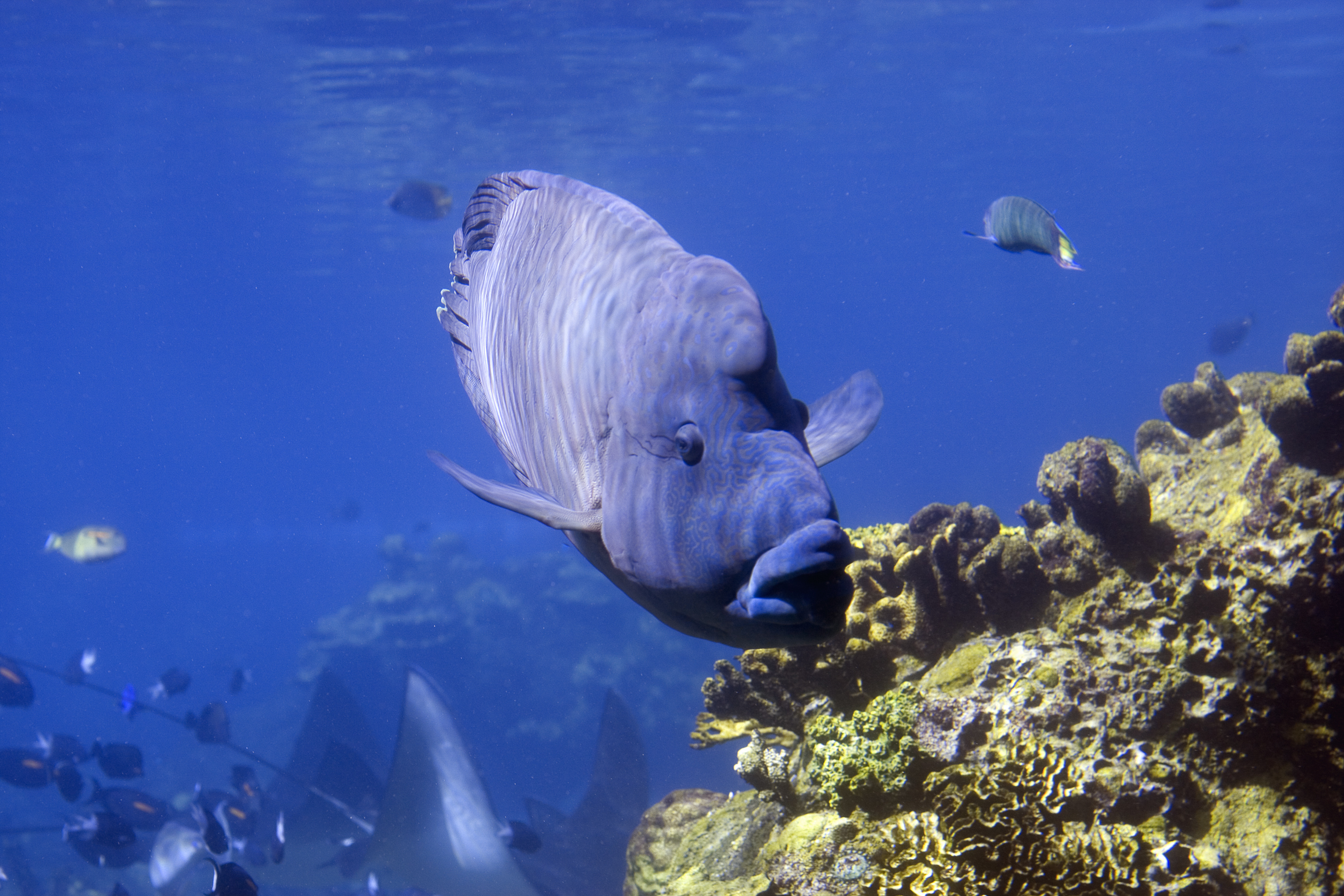 Magic Point dive site in Sydney, Australia is home to large blue gropers that love the nutrients that the site provides