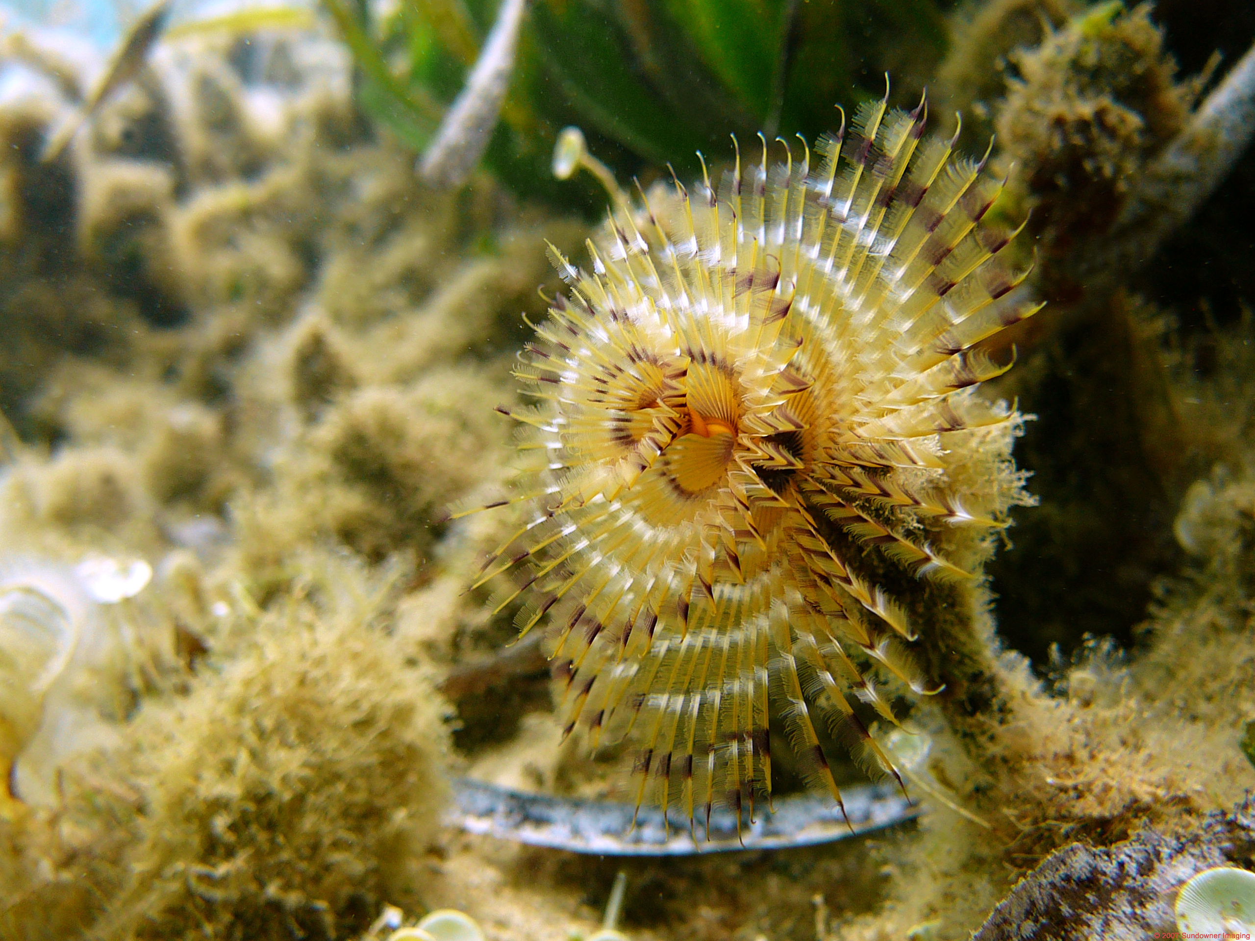 Christmas tree worms make their homes in the waters surrounding Wicked Wall dive site in Samoa