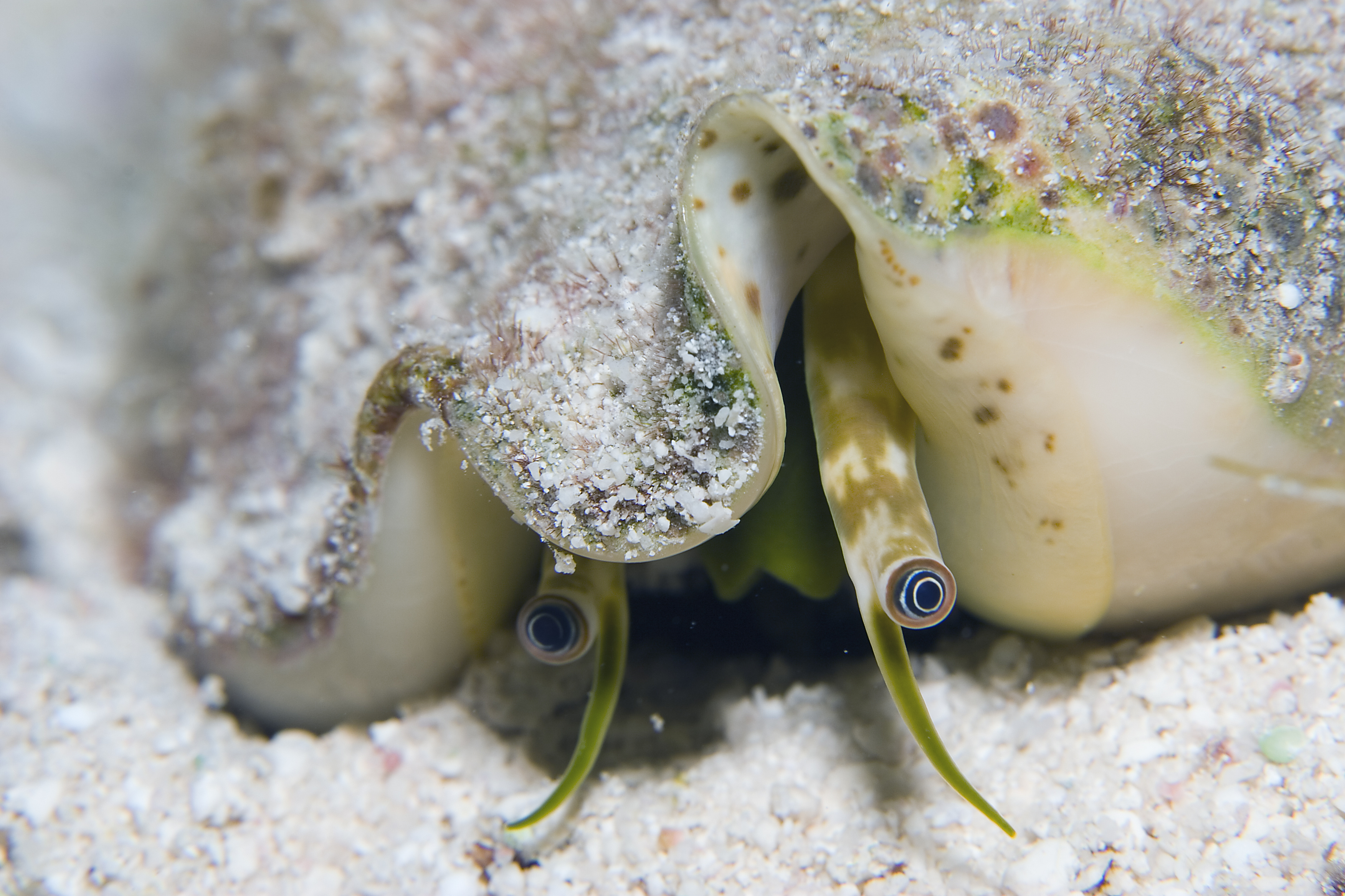 Enchanted Forest dive site in San Blas, Panama is home to conch that take cover in the sandy areas