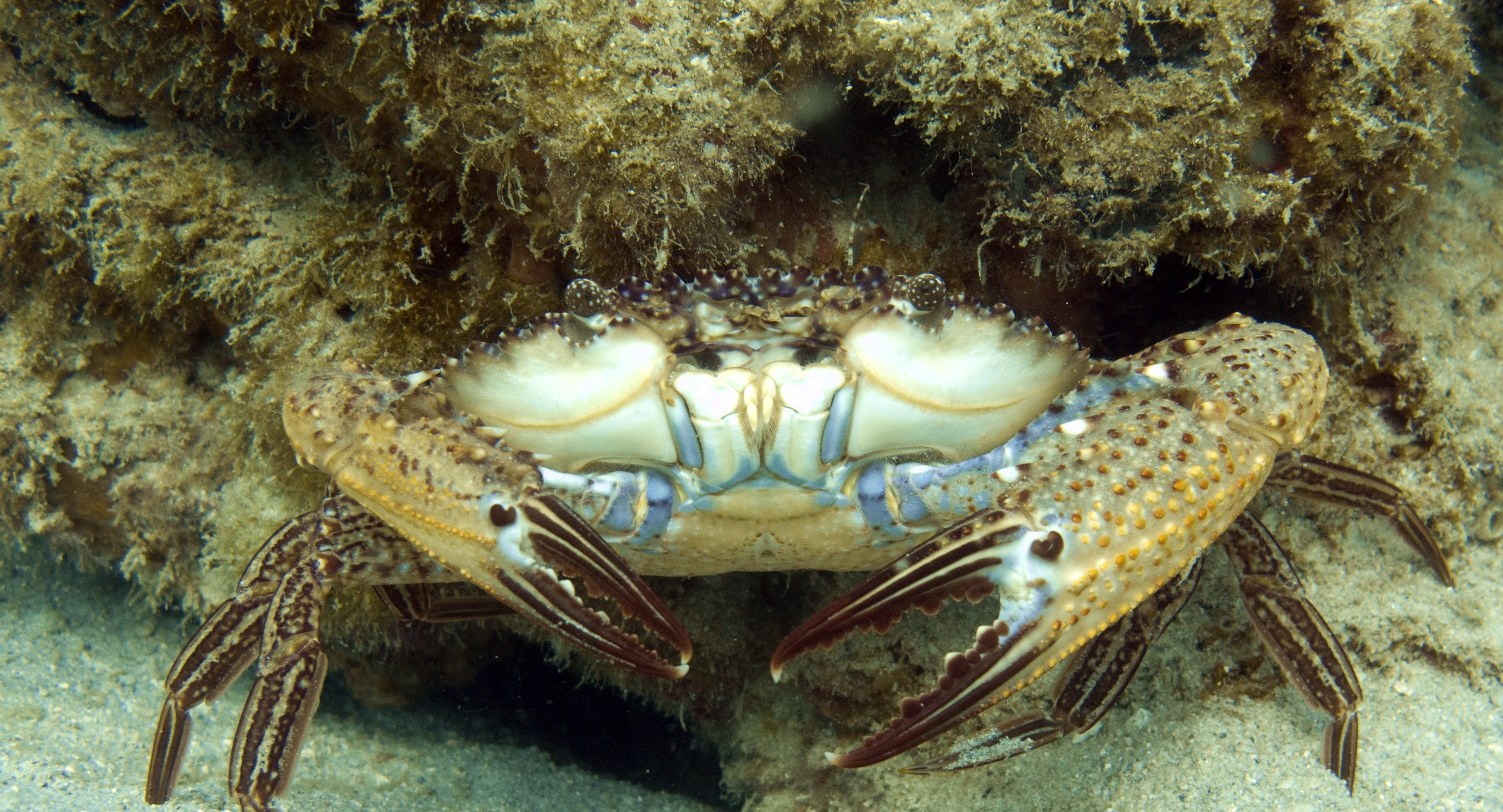 Englishtown dive site in Nova Scotia, Canada is home to crab who enjoys relaxing wharfside