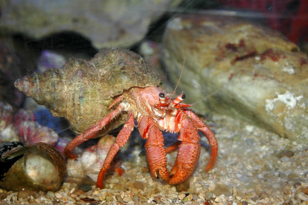 Nosy crab at Thatcher's Rock dive site in Southeast England exits from his hiding spot to take a peek at the activities taking place around him