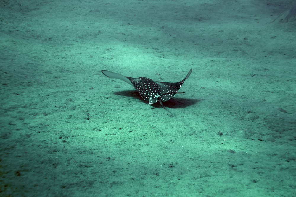 Eagle ray glides along the sandy bottom at Eagle Ray Alley dive site on the island of Utila in Honduras