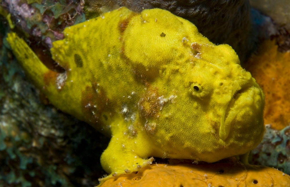 Bright yellow frogfish lying on colorful coral at Rodney's Rock dive site in the Caribbean waters of Dominica