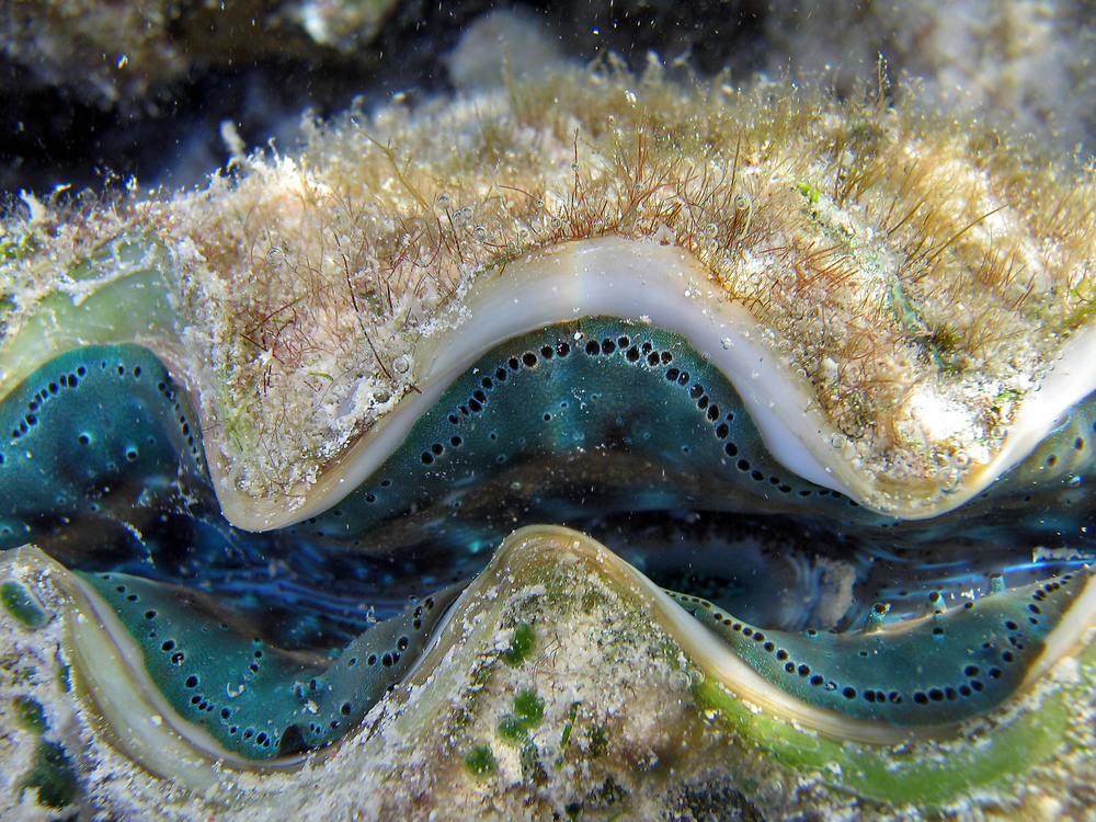 Giant clams inhabit Clam City dive site in Palau&#039;s Rock Islands