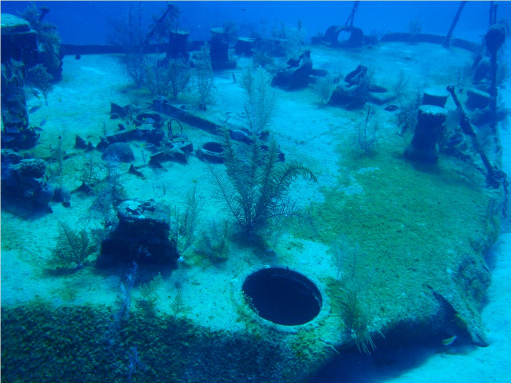Corals and sea fans cover the Oro Verde Wreck in Grand Cayman providing divers with a colorful show