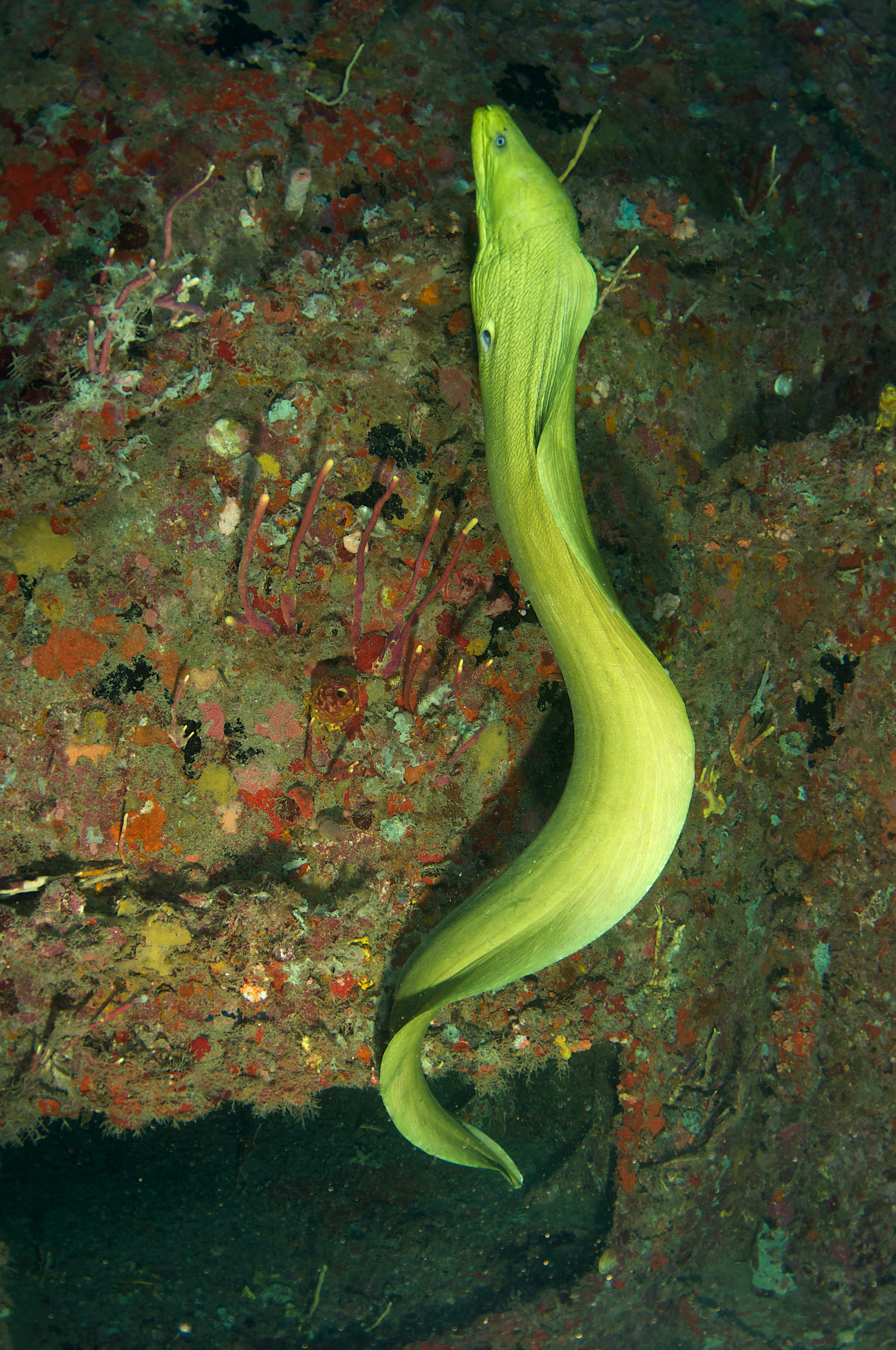 BVI&#039;s Carval Rock dive site is stomping ground for green moray eel as he slithers along the rocks