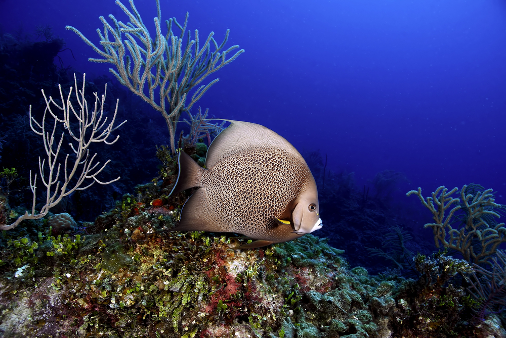 Guadeloupe&#039;s Pain du Sucre dive site is home to grey angelfish that love to swim among the colorful coral and rocks