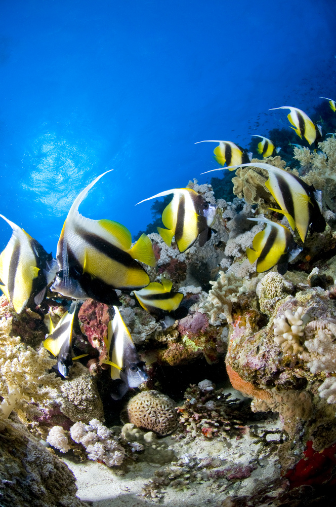 Las Tres Marietas dive site in Mexico is taken over by school of moorish idols offering divers excellent photo opps