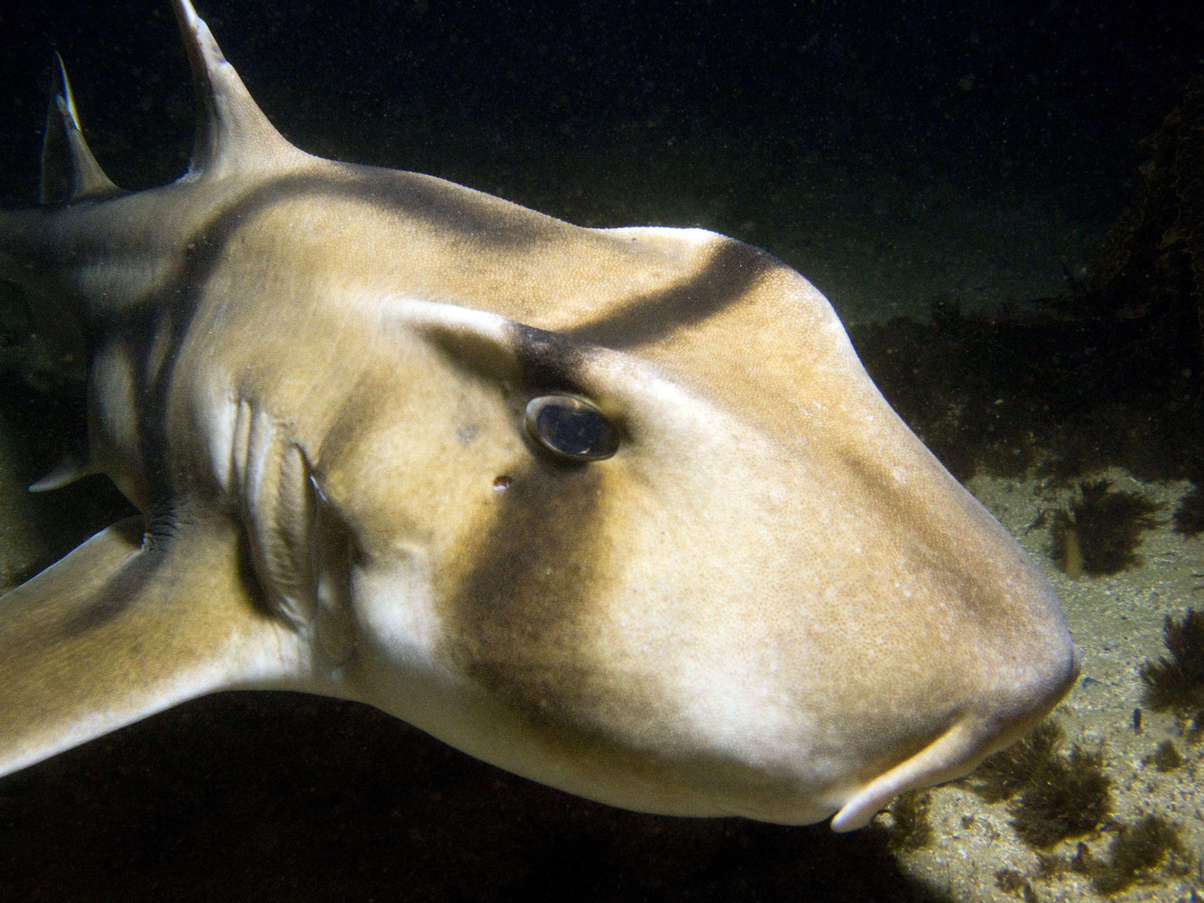 Cape Cortes Dive Site in Catalina Island, California is home to horn shark that is always happy to pose for diver photos