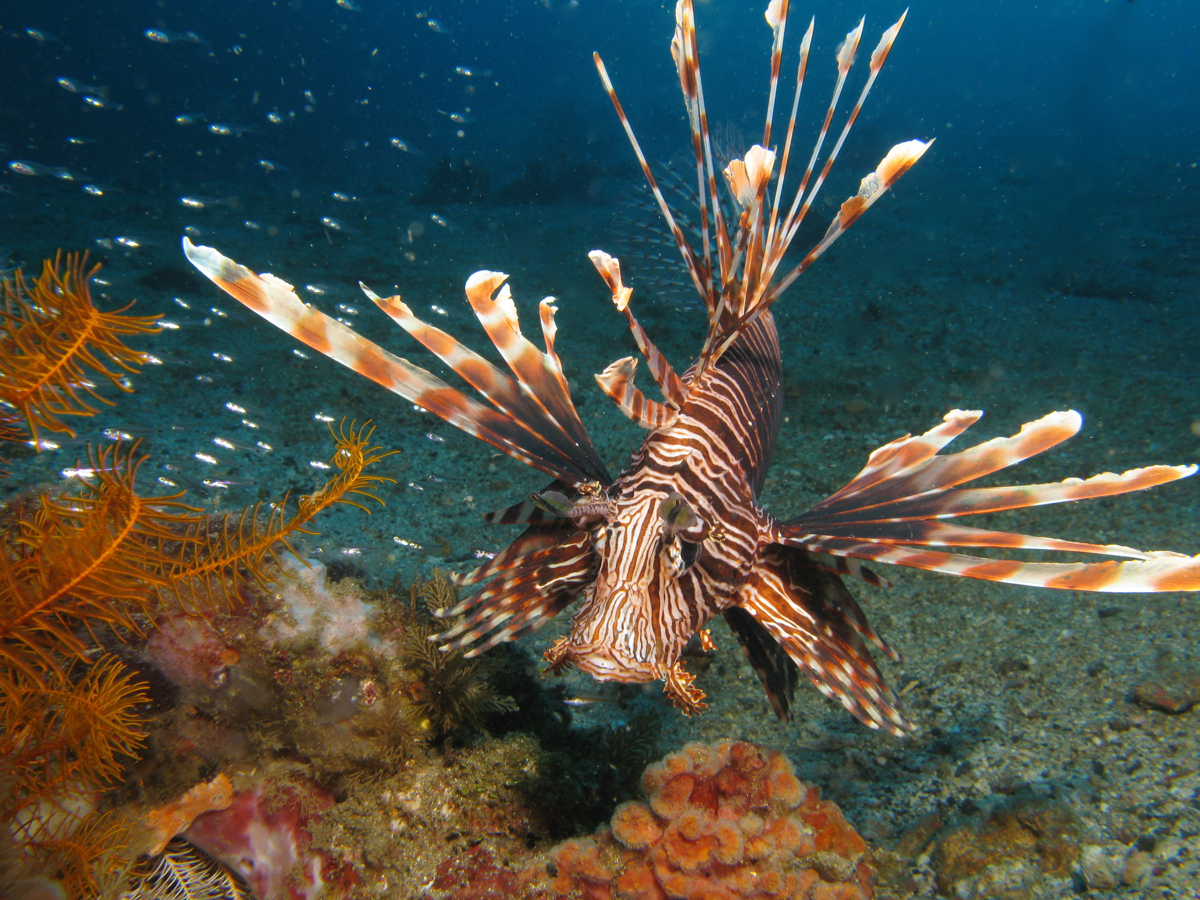 Lionfish at Piti Bomb Holes dive site in Guam explores the holes created from caves that collapsed in search of prey