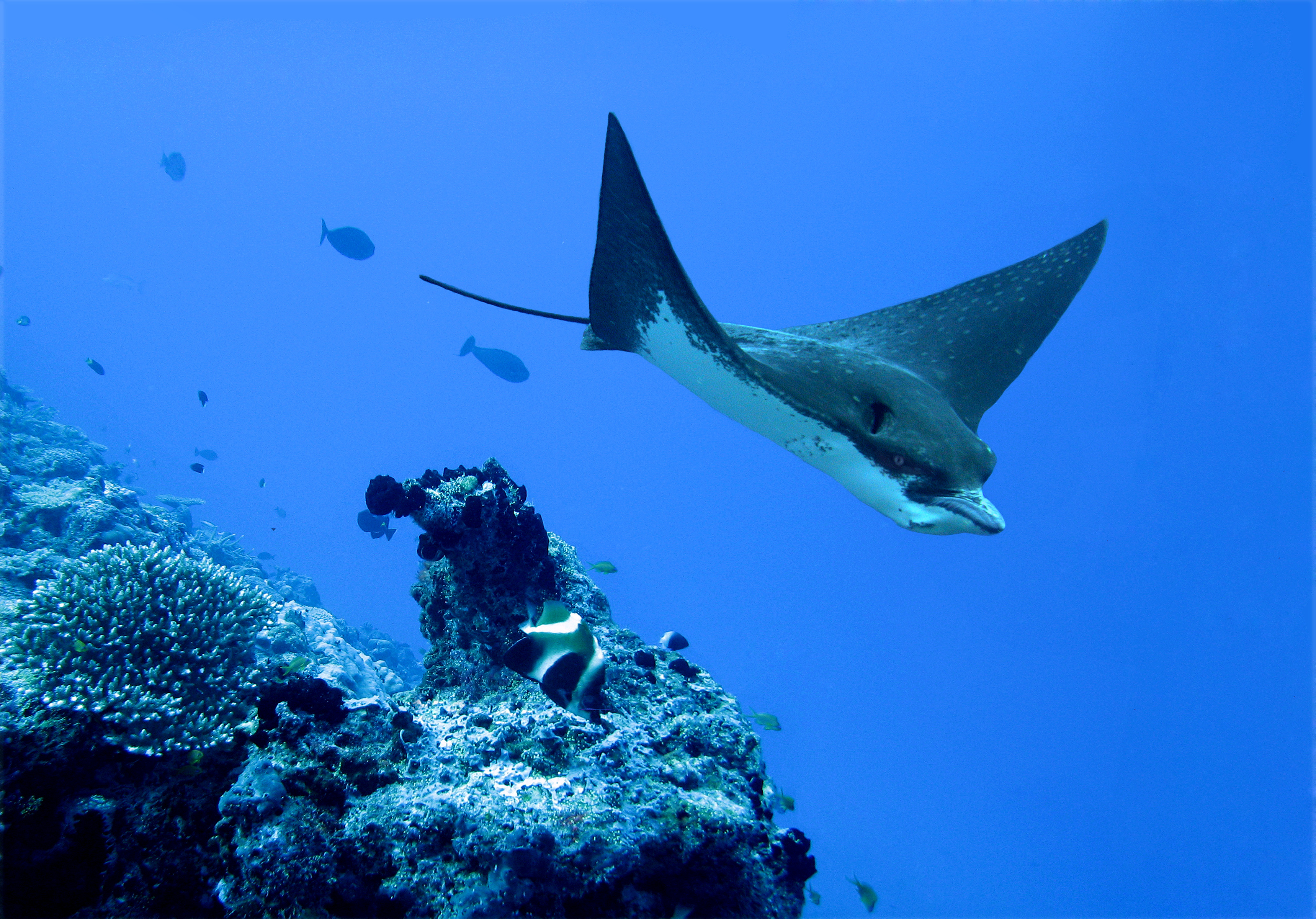 Los Sombreros dive site on Catalina Islands, Costa Rica is a favorite among manta rays as they fly through the waters enjoying the rocks and caves this site provides