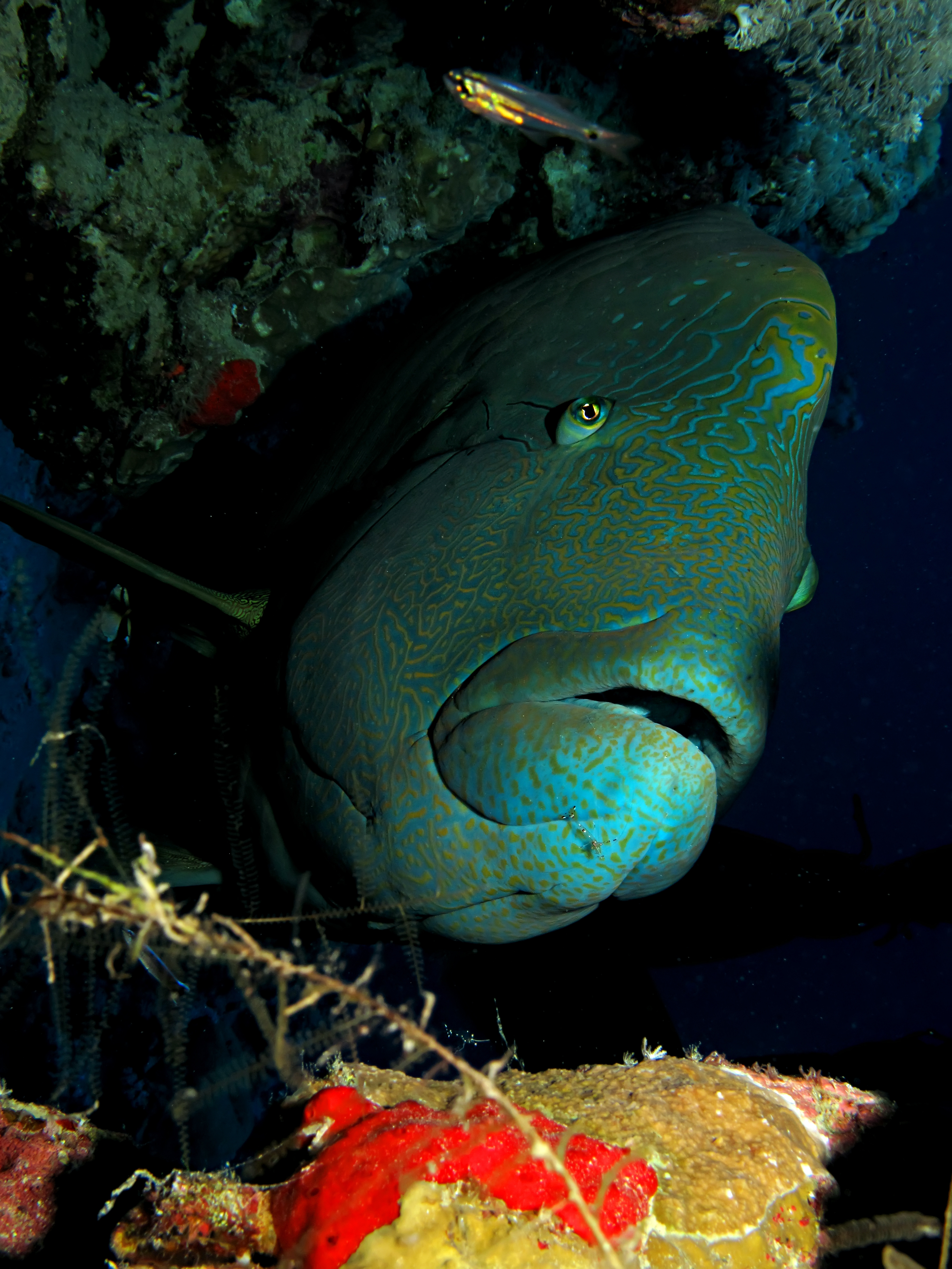Napoleon fish seeks the shelter of corals surrounding Avepeihi Pass dive site in French Polynesia&#039;s Huahine Island