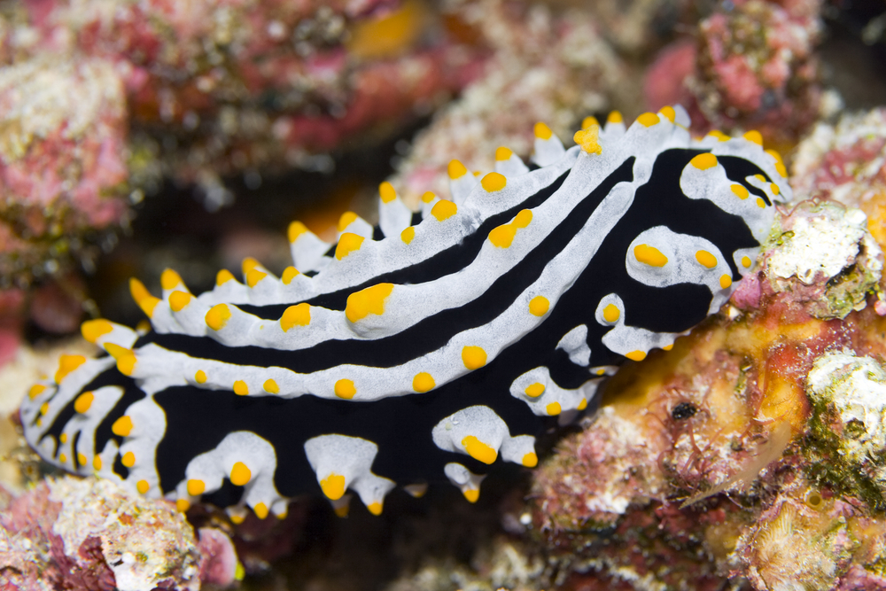 Saint Eustatius' Aquarium attracks vibrant nudibranches that love to tour the coral structures