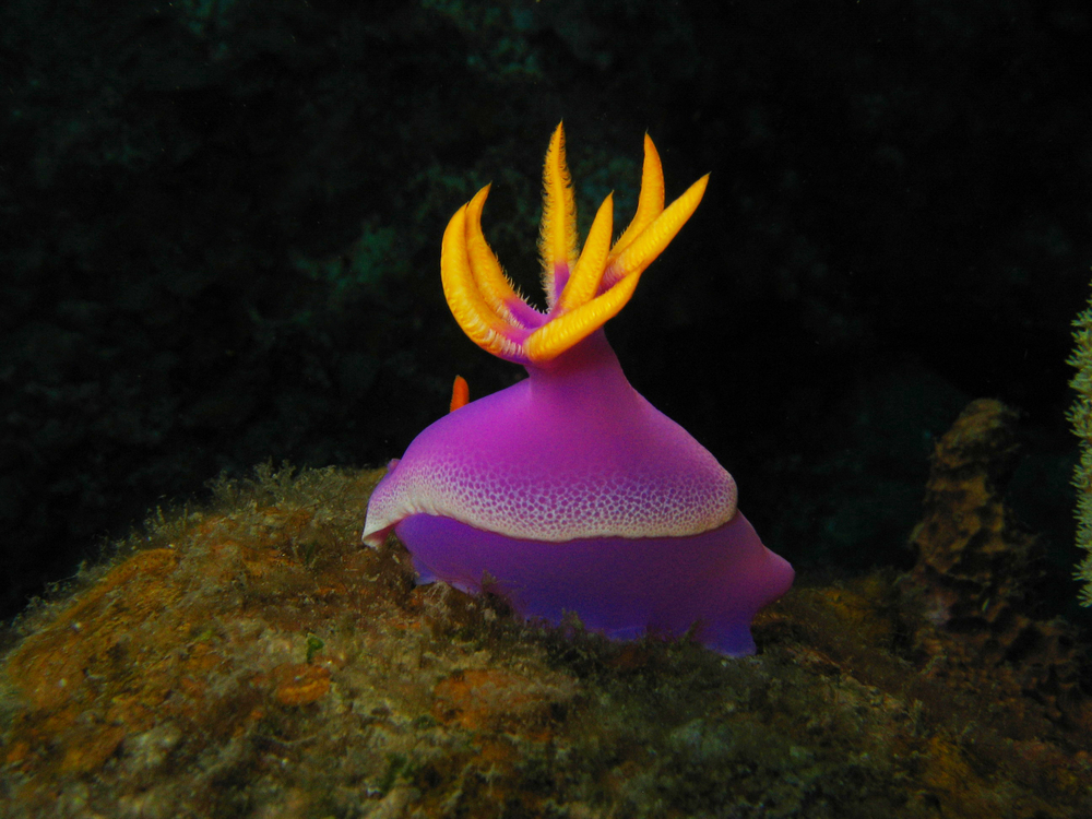 Bright purple and orange nudibranch calls Commercial Pier Reef in Fort Lauderdale home