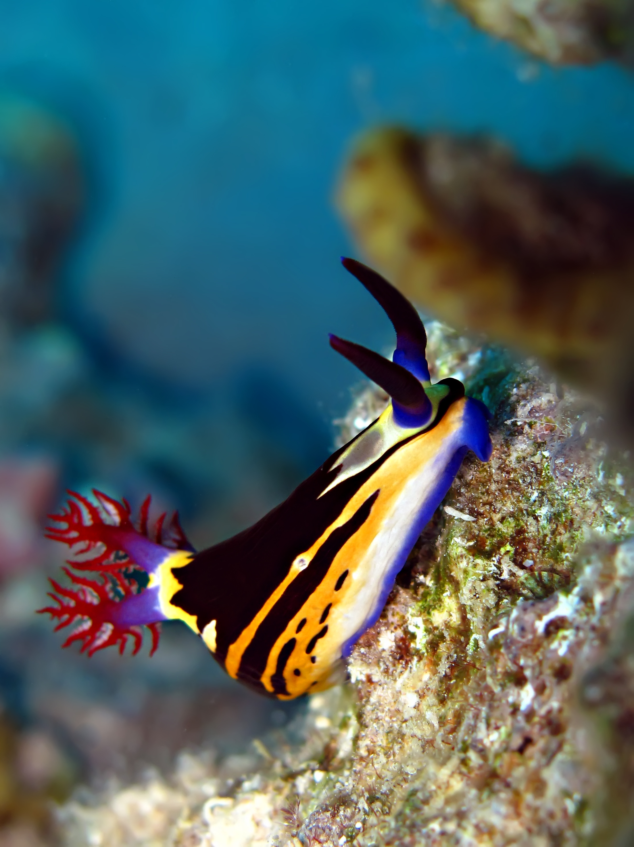 Grand Cayman&#039;s Leslie&#039;s Curl dive site features vibrant nudibranch meandering his way down the vertical dropoff