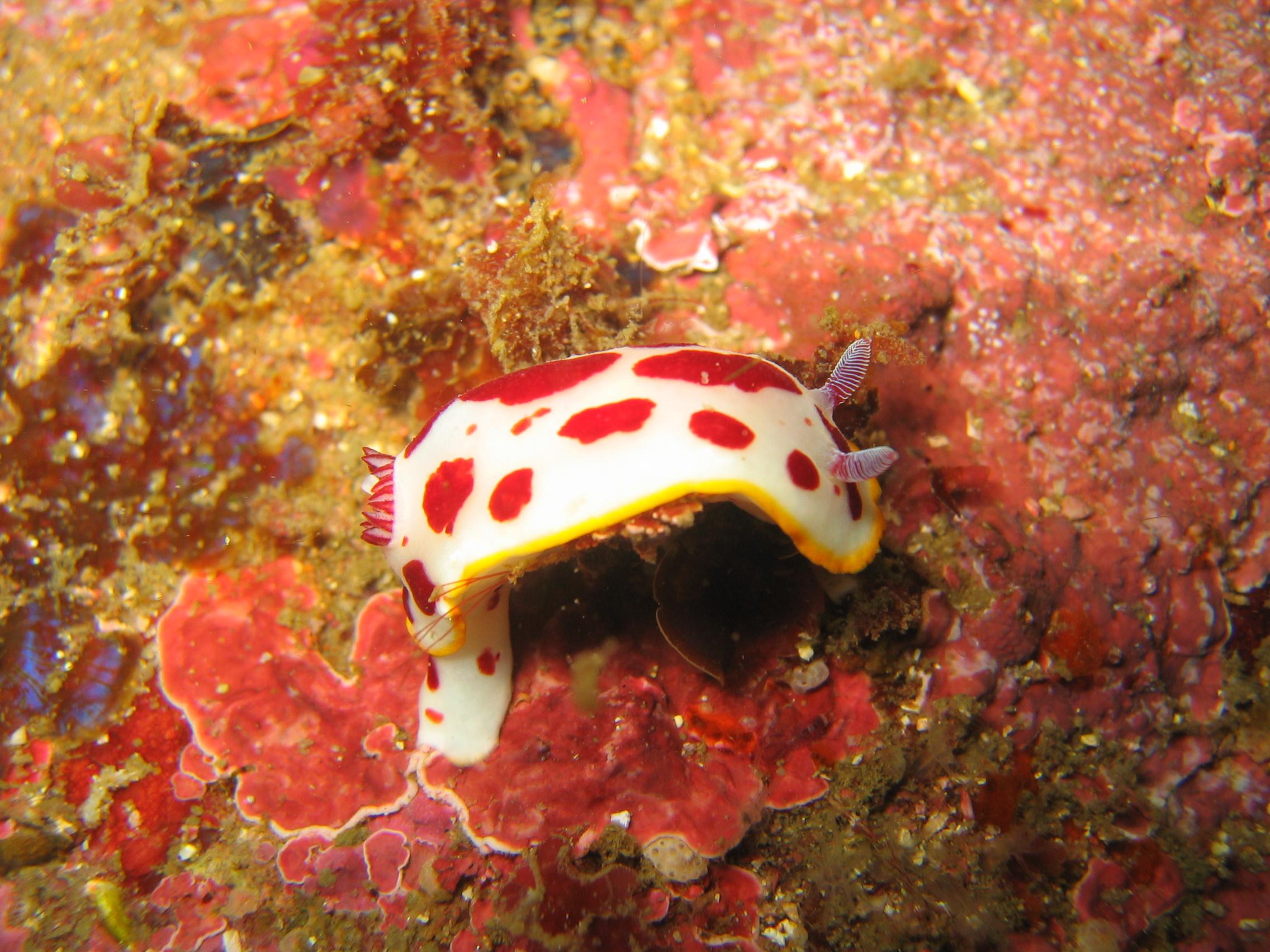 Vibrant nudibranch makes its way along The Pin dive site on Australia's Sunshine Coast