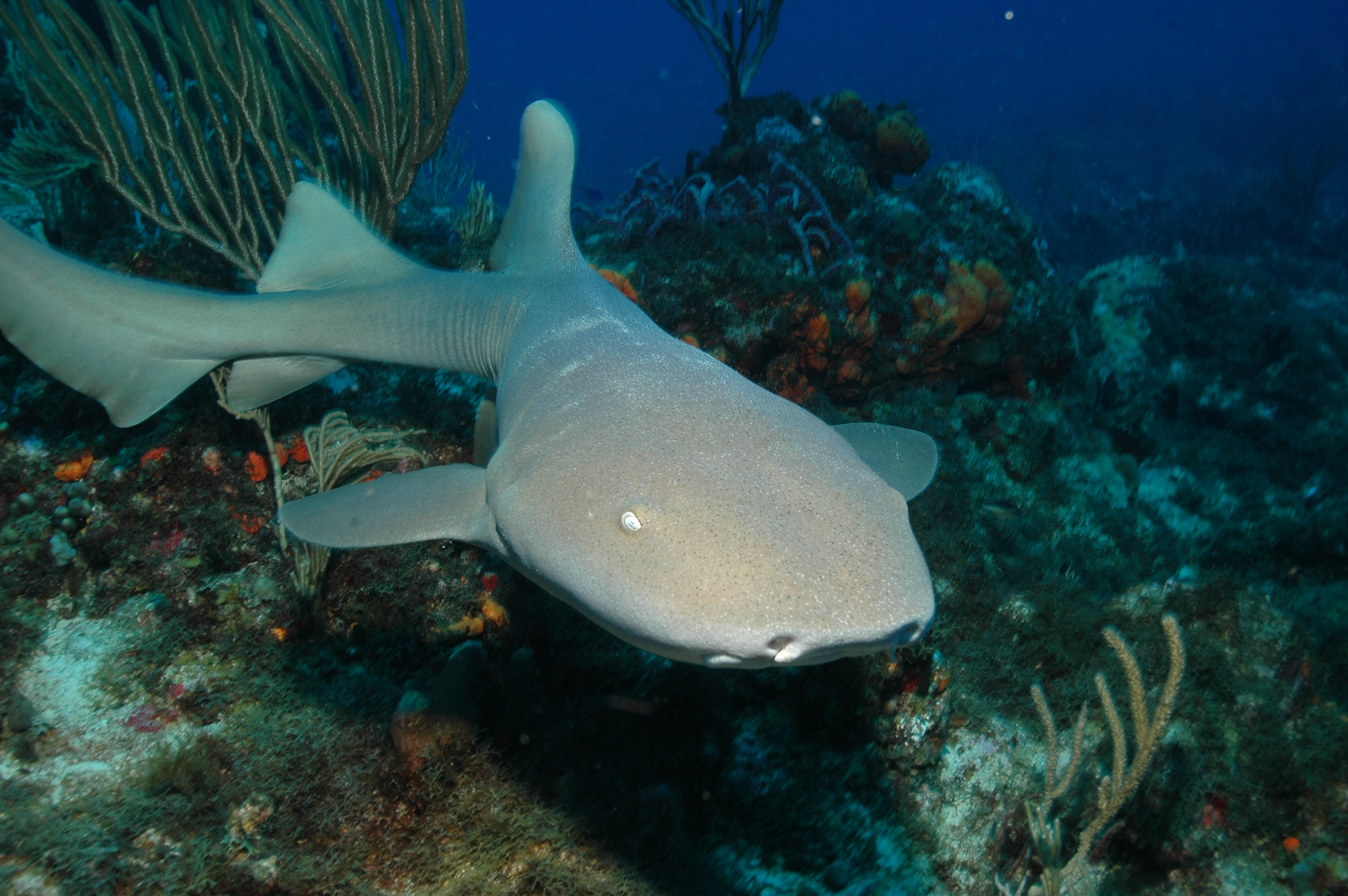 Sombrero Reef dive site is home to nurse sharks that benefit from the nutrient rick waters of the Florida Keys