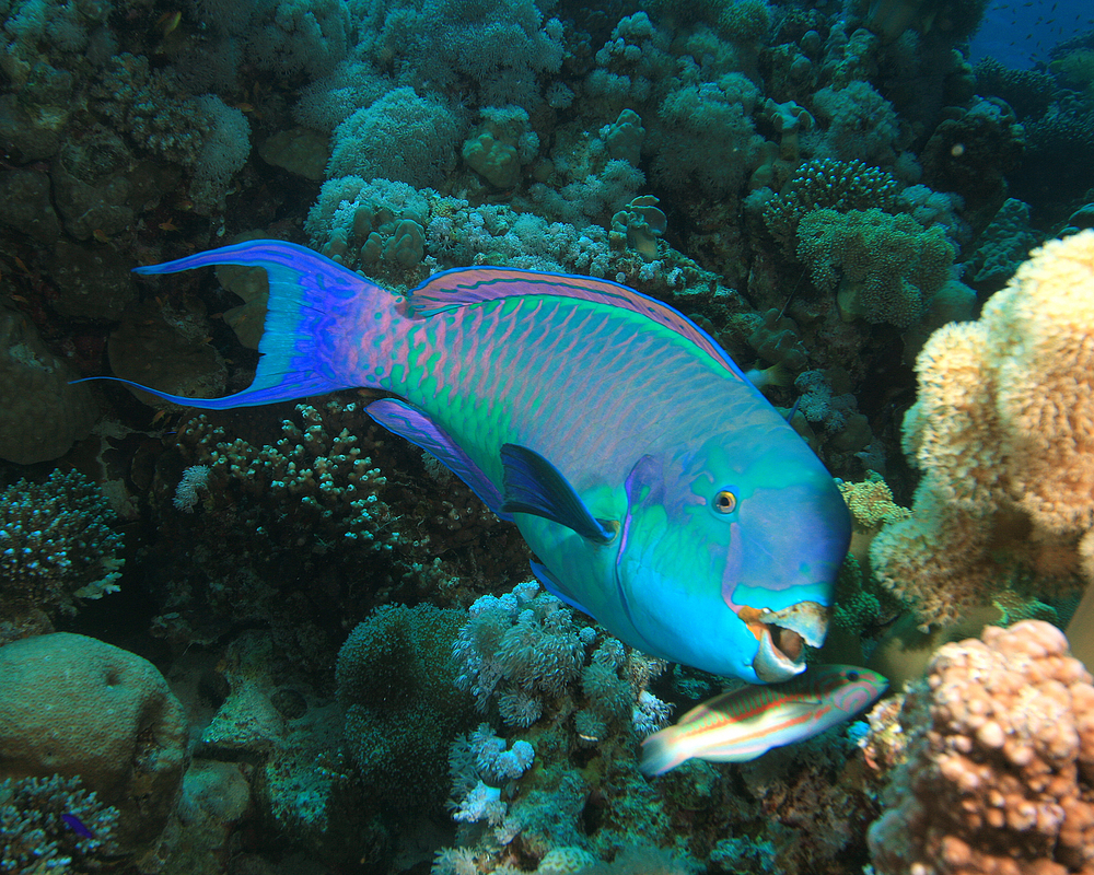 Lafa Lafa dive site in Tonga is home to parrotfish that love smile while posing for diver's photos