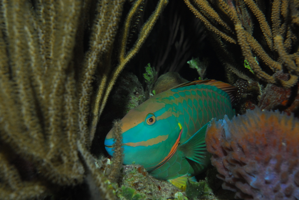 Colorful parrotfish at Pelican's Point dive site in Cayos Cochinos, Honduras seeks the shelter that whip and other corals provide
