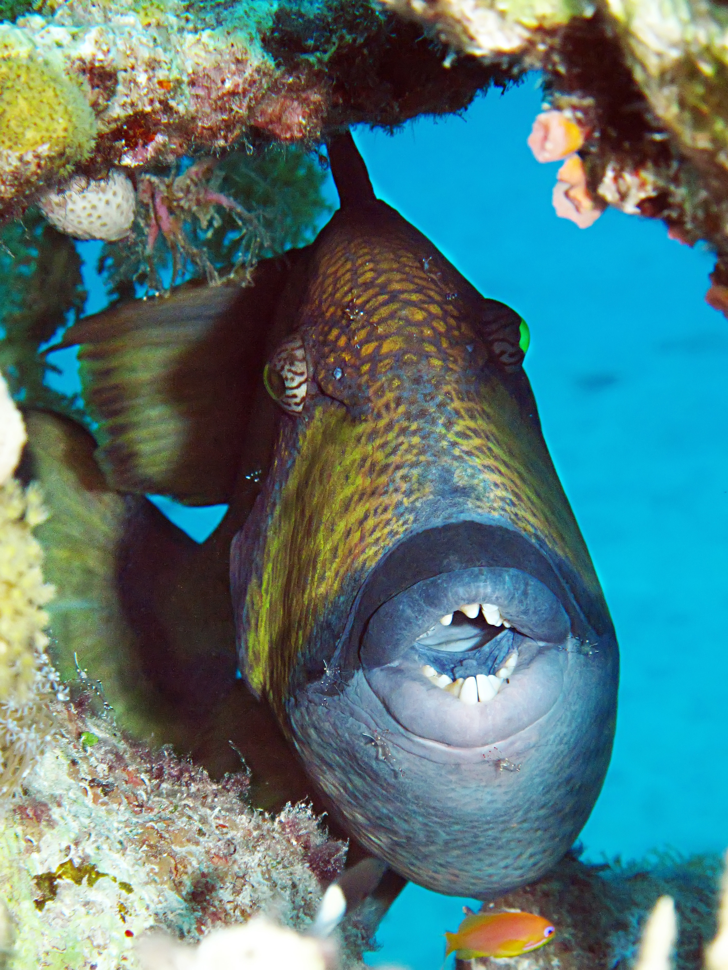 Parrotfish smiles for diver photos as he takes shelter in a hole within the coral structures