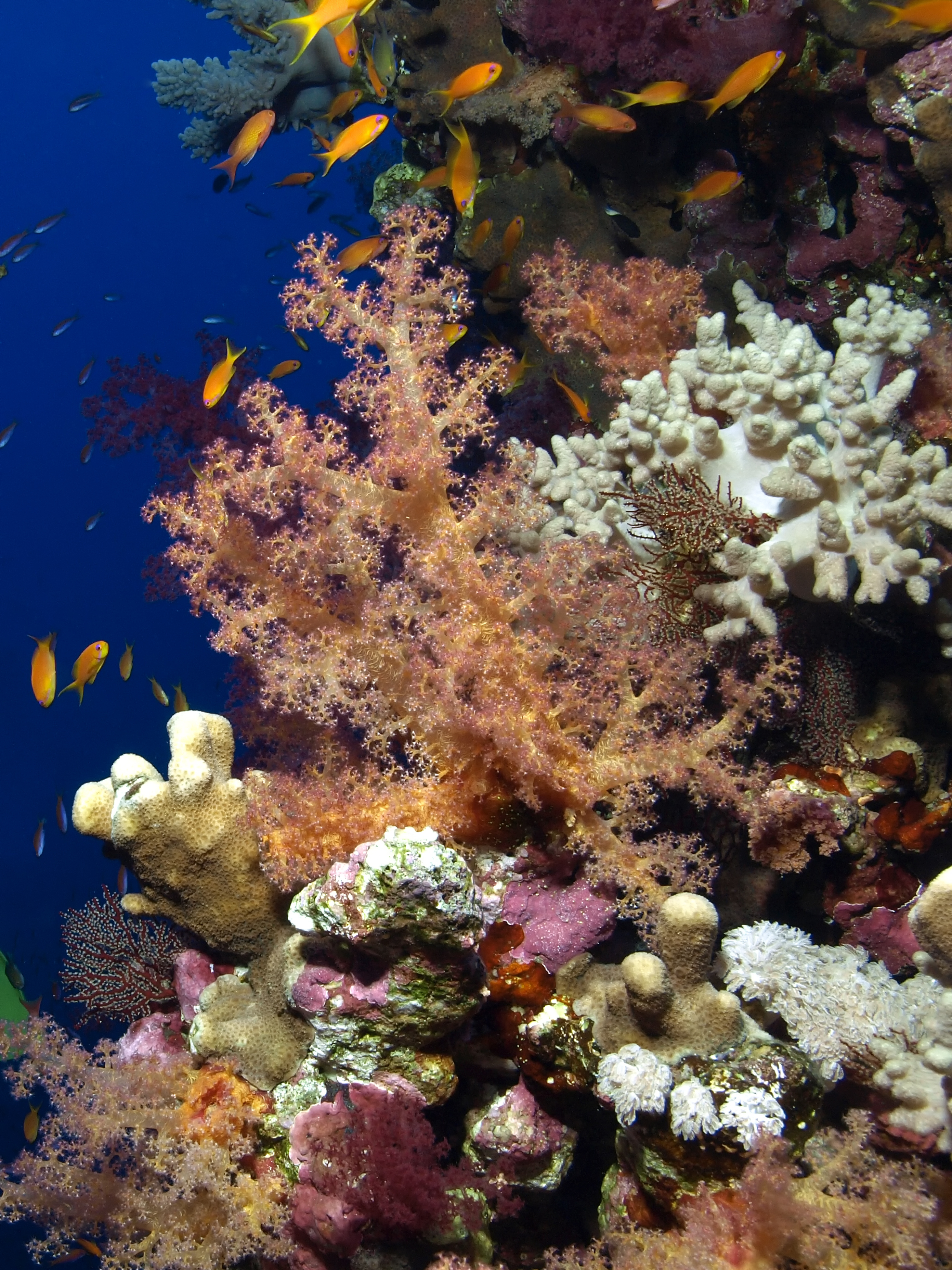 Pink and white soft corals at Tombant du Diamant dive site in Martinique provides divers with a vibrant backdrop for underwater photos