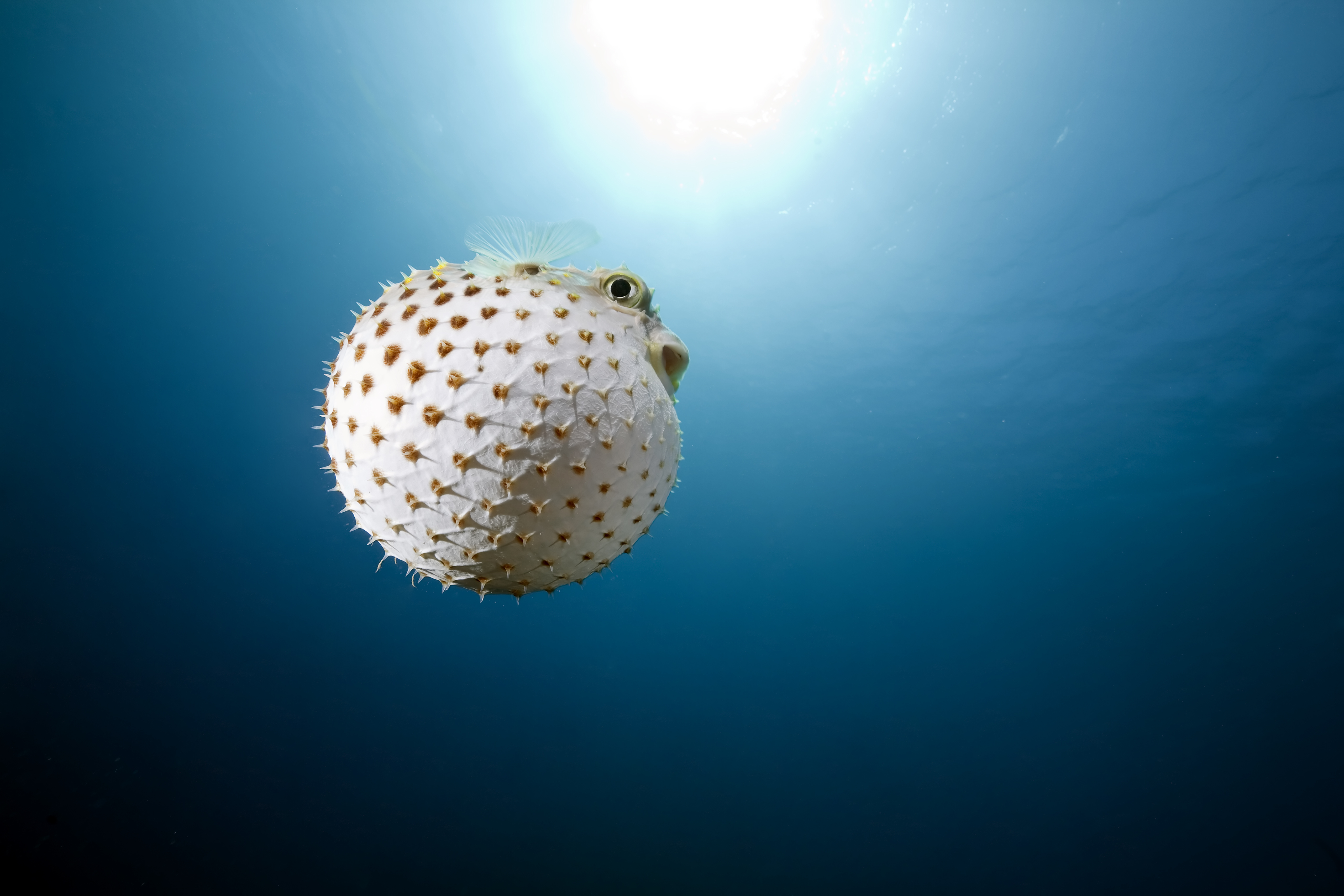 Bonaire's Jeff Davis Memorial dive site allows underwater photographers to capture pufferfish in action
