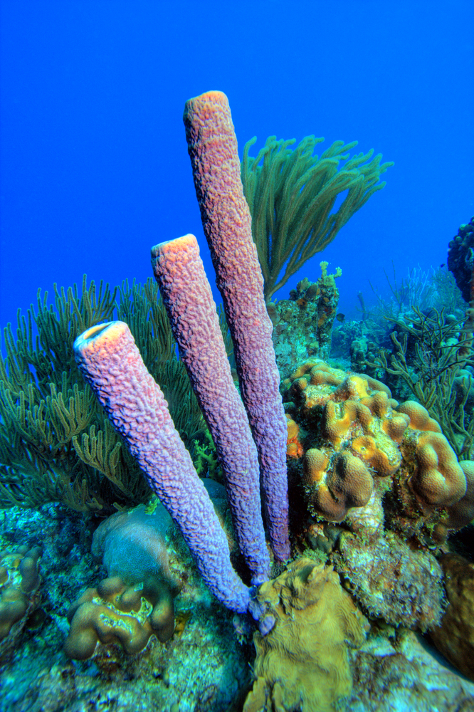 Haiti&#039;s Lemon Beach dive site provides scuba divers with brilliant purple tube sponges and colorful corals