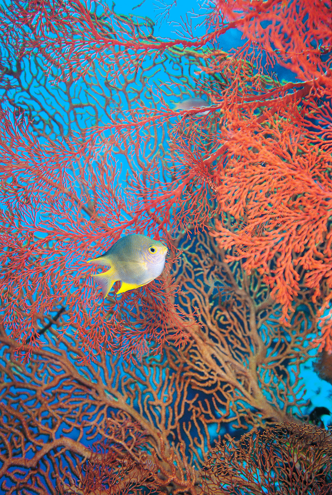 Boulders dive site in Saint Vincent and the Grenadines has gorgeous red gorgonians that are magnets for fish and other marine life