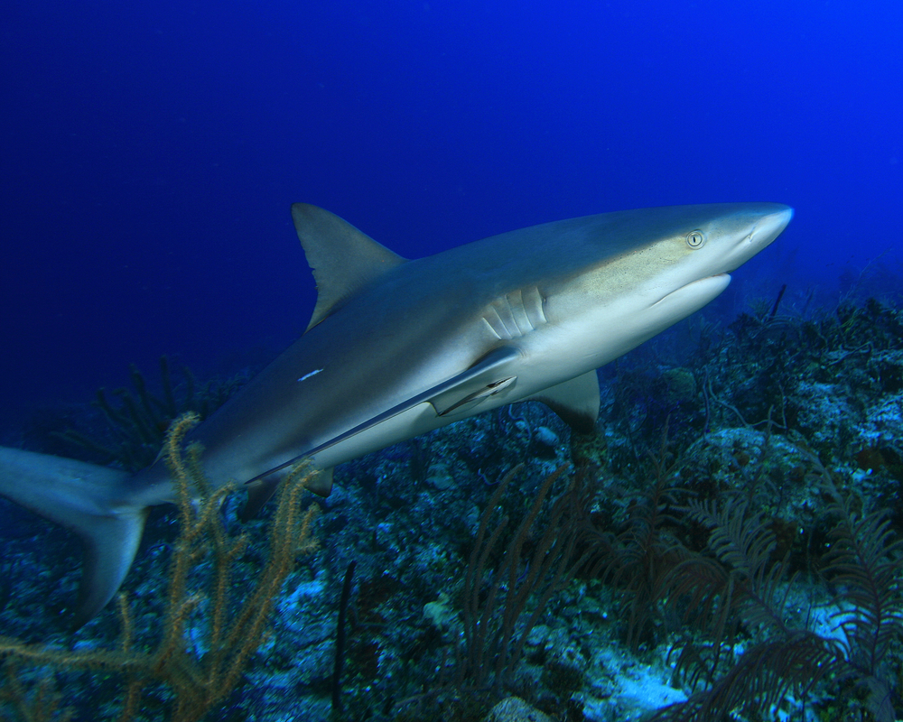Puerto Rico&#039;s Monito dive site draws reef sharks as they enjoy the currents around this underwater crater