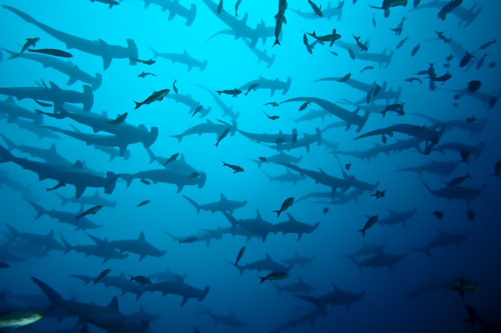 School of hammerhead sharks inhibit the waters at Dirty Rock dive site at Cocos Islands, Costa Rica