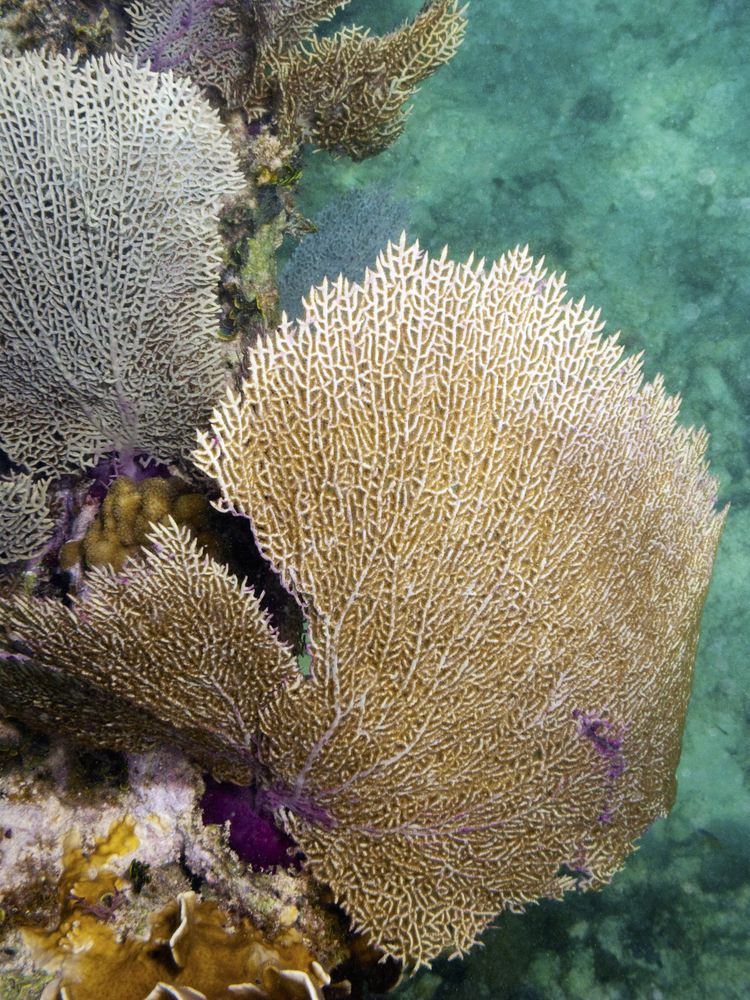 Eleuthera&#039;s Current Cut dive site in the Bahamas has vibrant yellow and purple sea fans that line its sandy bottom