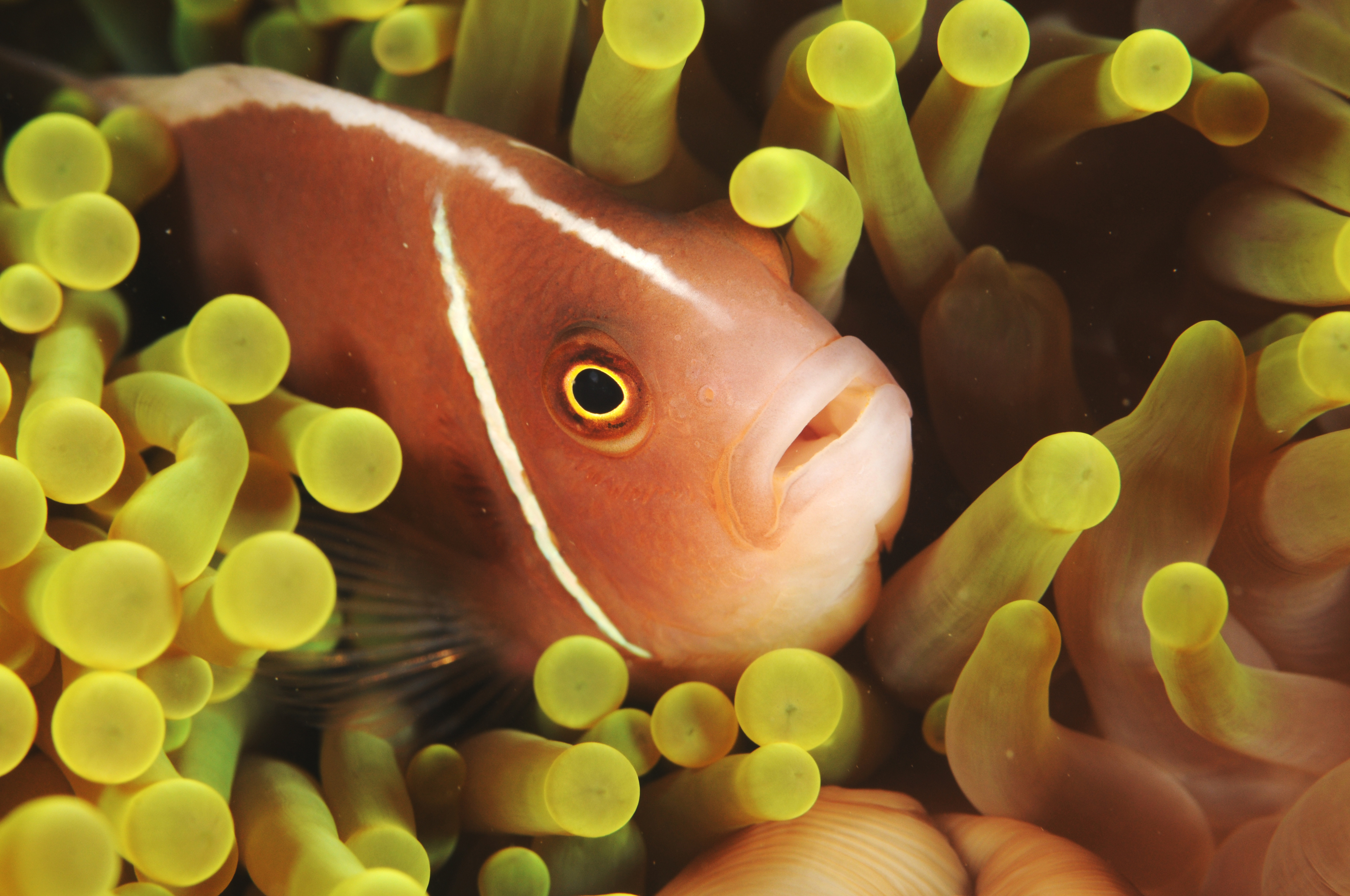 A single band clownfish swims among a yellow anemone at Plantation Pinnacles dive site on Fiji's Mamanuca Islands