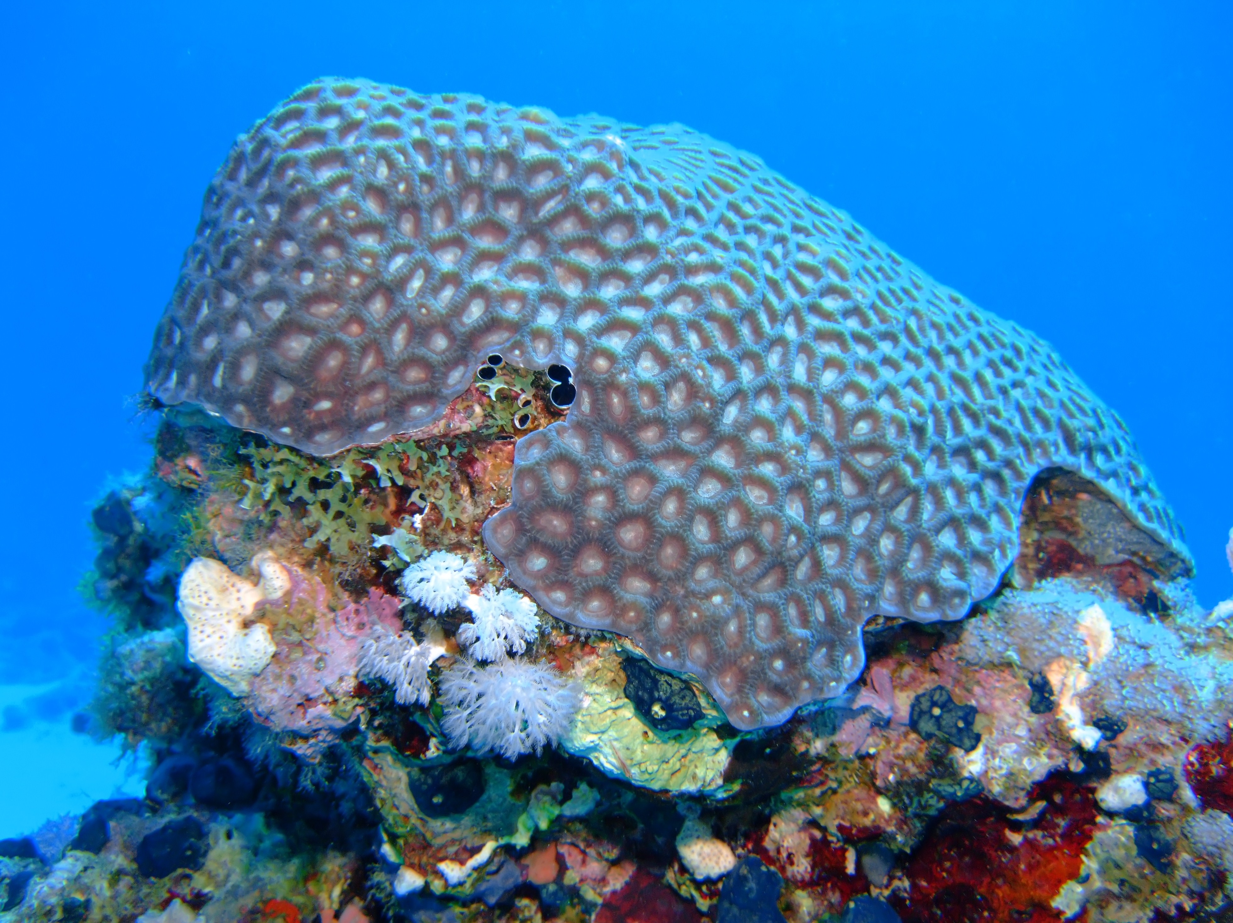 Kelly's Folly dive site in the Turks and Caicos is peppered with magnificent star coral
