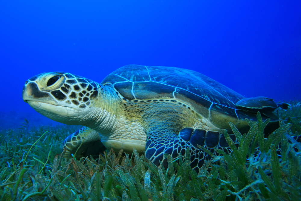 Sea turtle rests among the sand and seaweed taking an occasional nibble when hungry