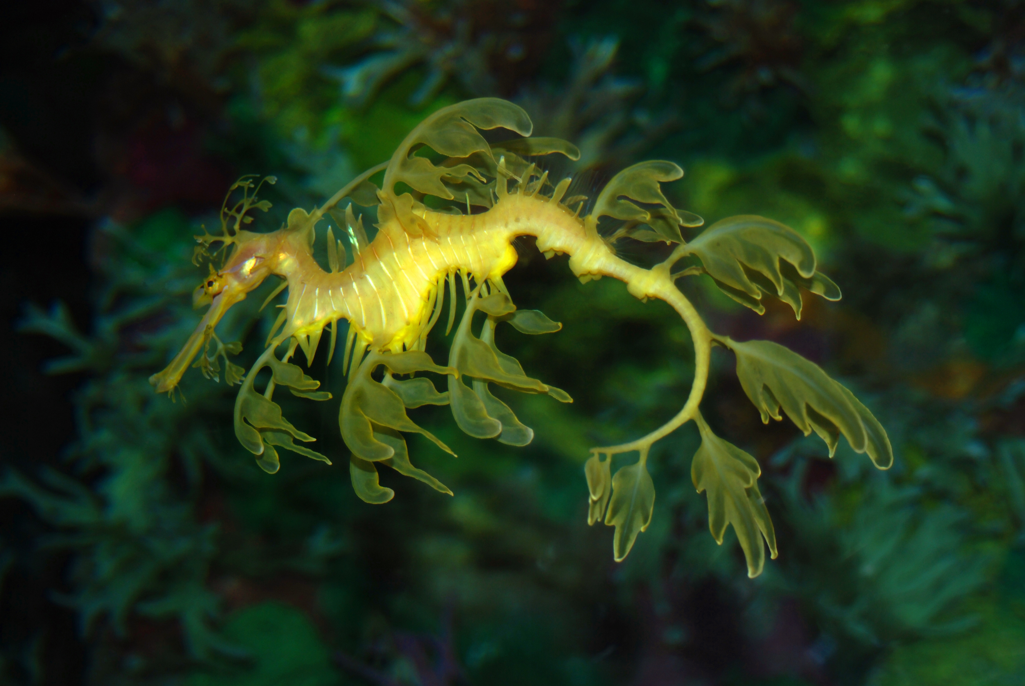 Weedy sea dragon swims along the kelp at Australia&#039;s Fortesque Bay Kelp Forest dive site in the Tasman peninsula