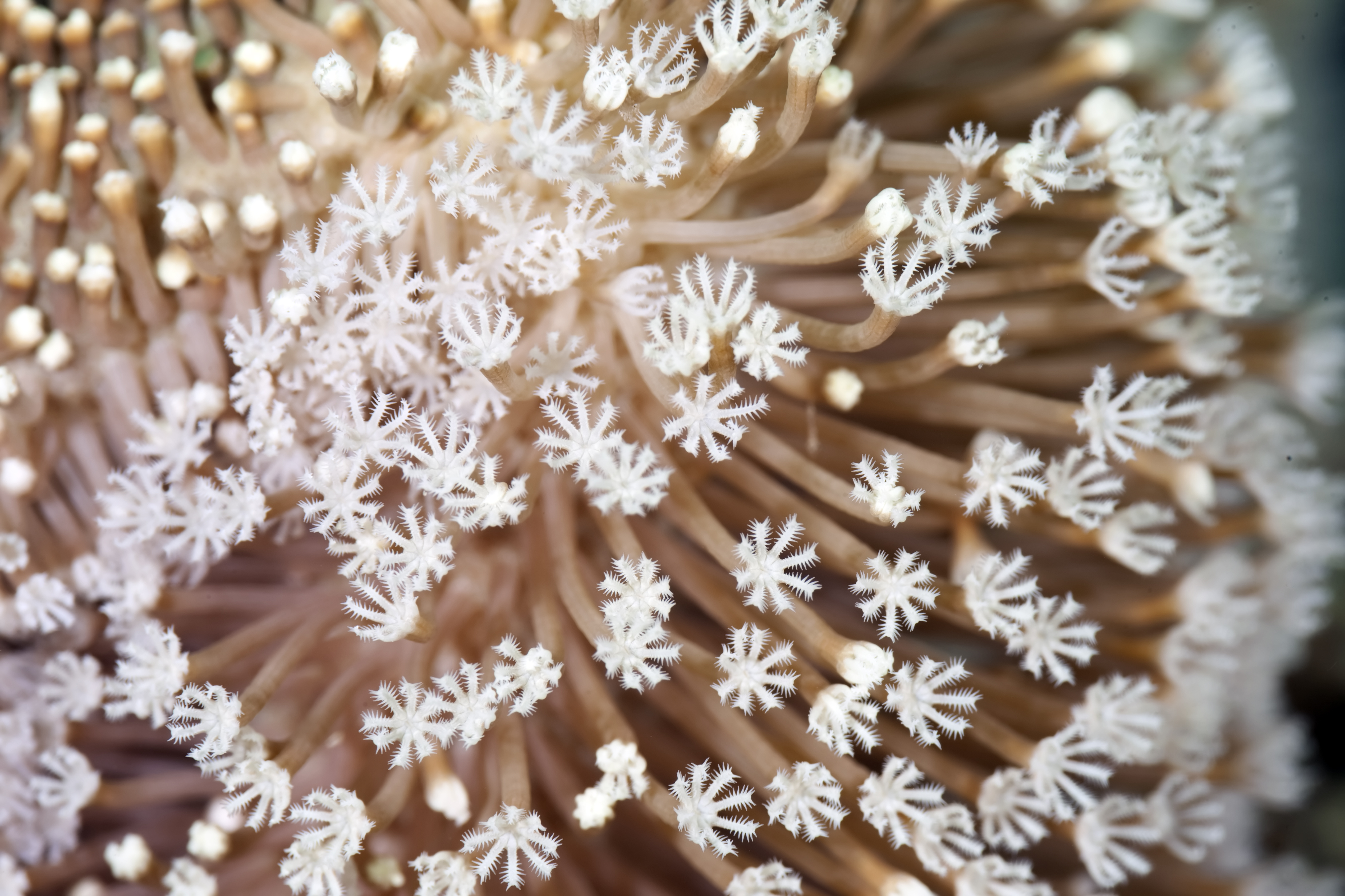 Amazing white hydroids add color to the beautiful backdrop found by divers at Belize's Aquarium dive site at Lighthouse Reef