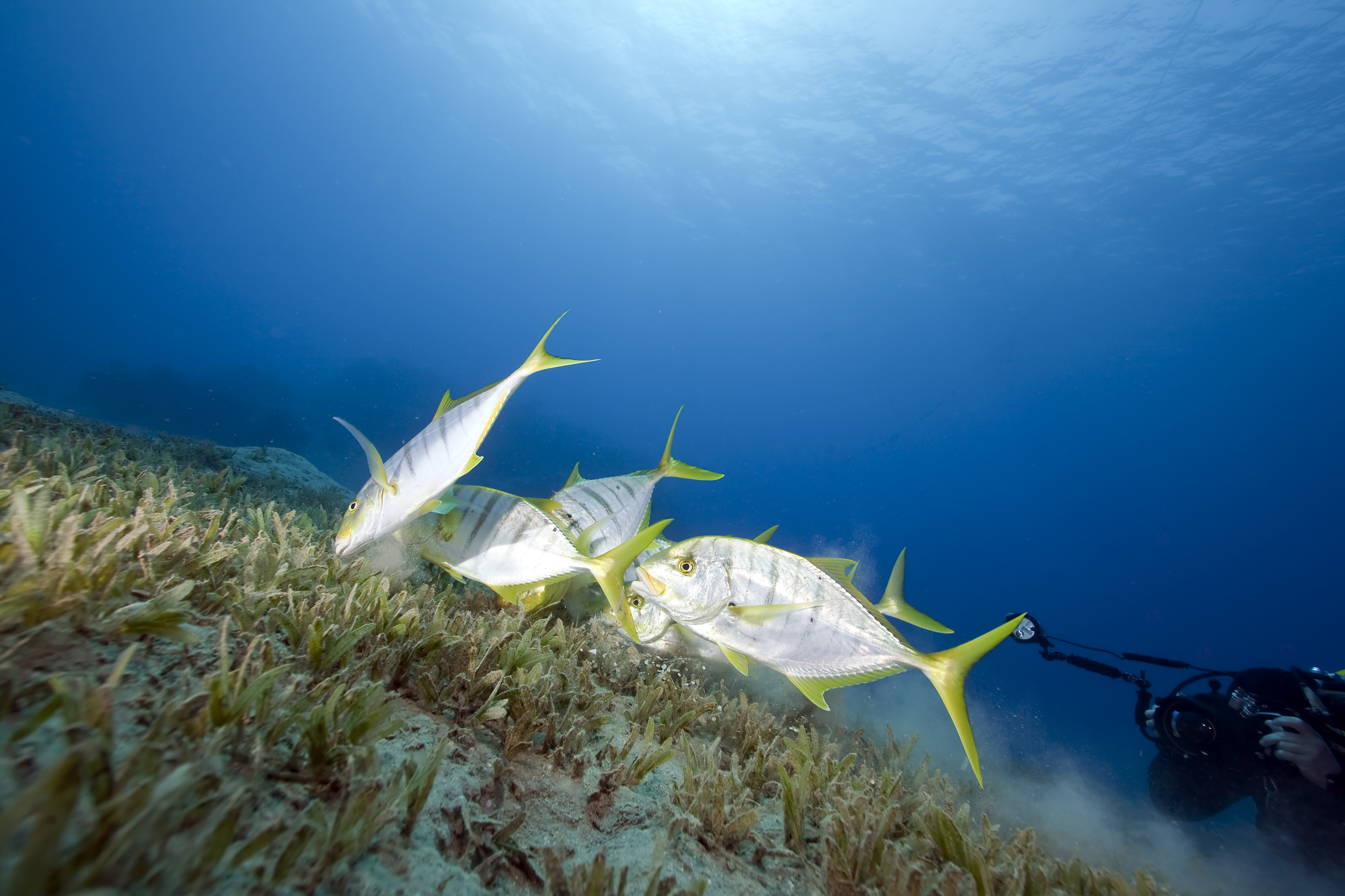 underwater photographer catches group of jacks swimming along sandy bottom at rudy's rock in the philippines