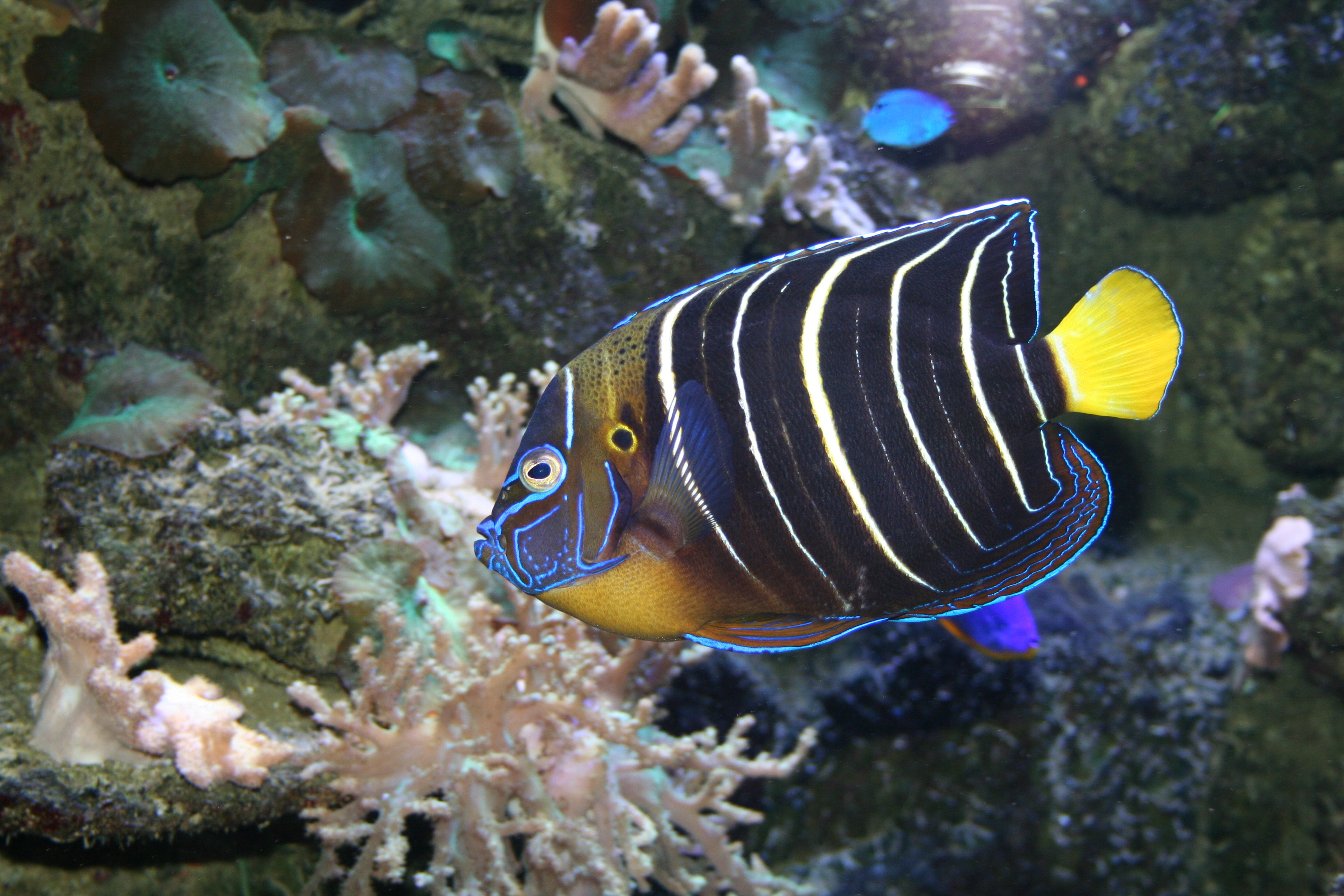 Angelfish swims among the corals found on Vanuatu&#039;s Chails Reef dive site in search of prey